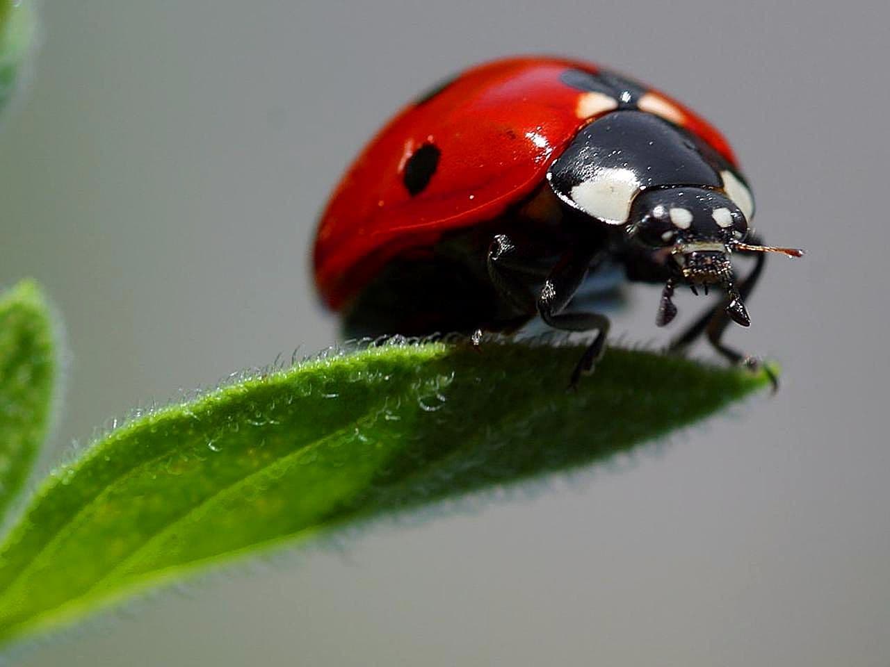 Ladybugs macro insects