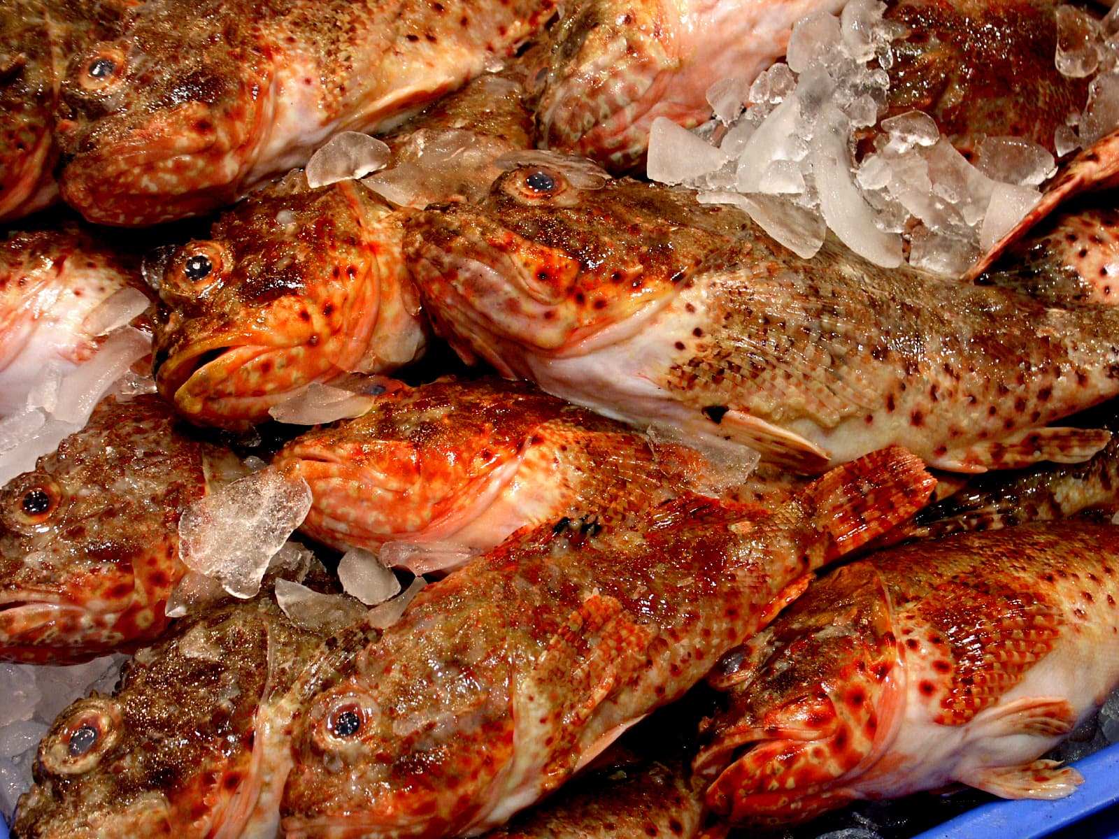 Fish market. (15321463537)