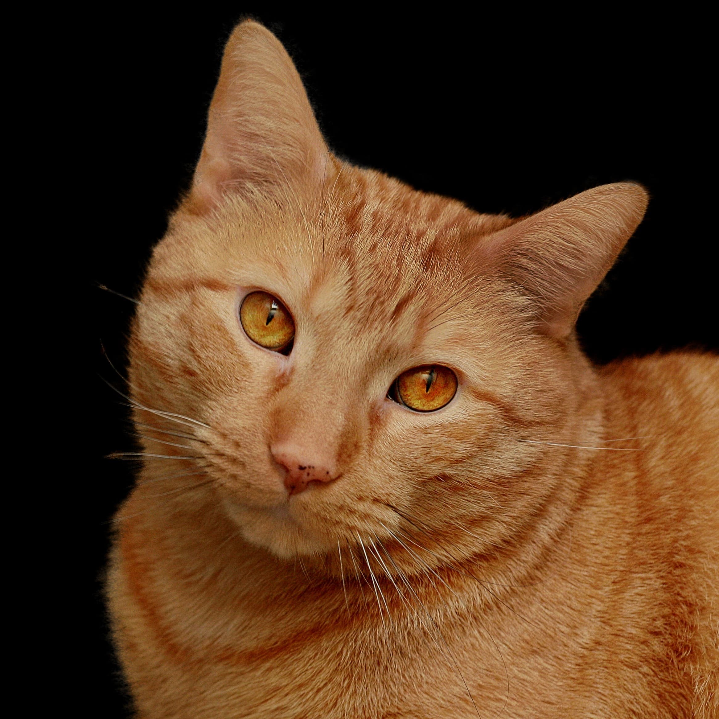 Orange tabby cat-932269