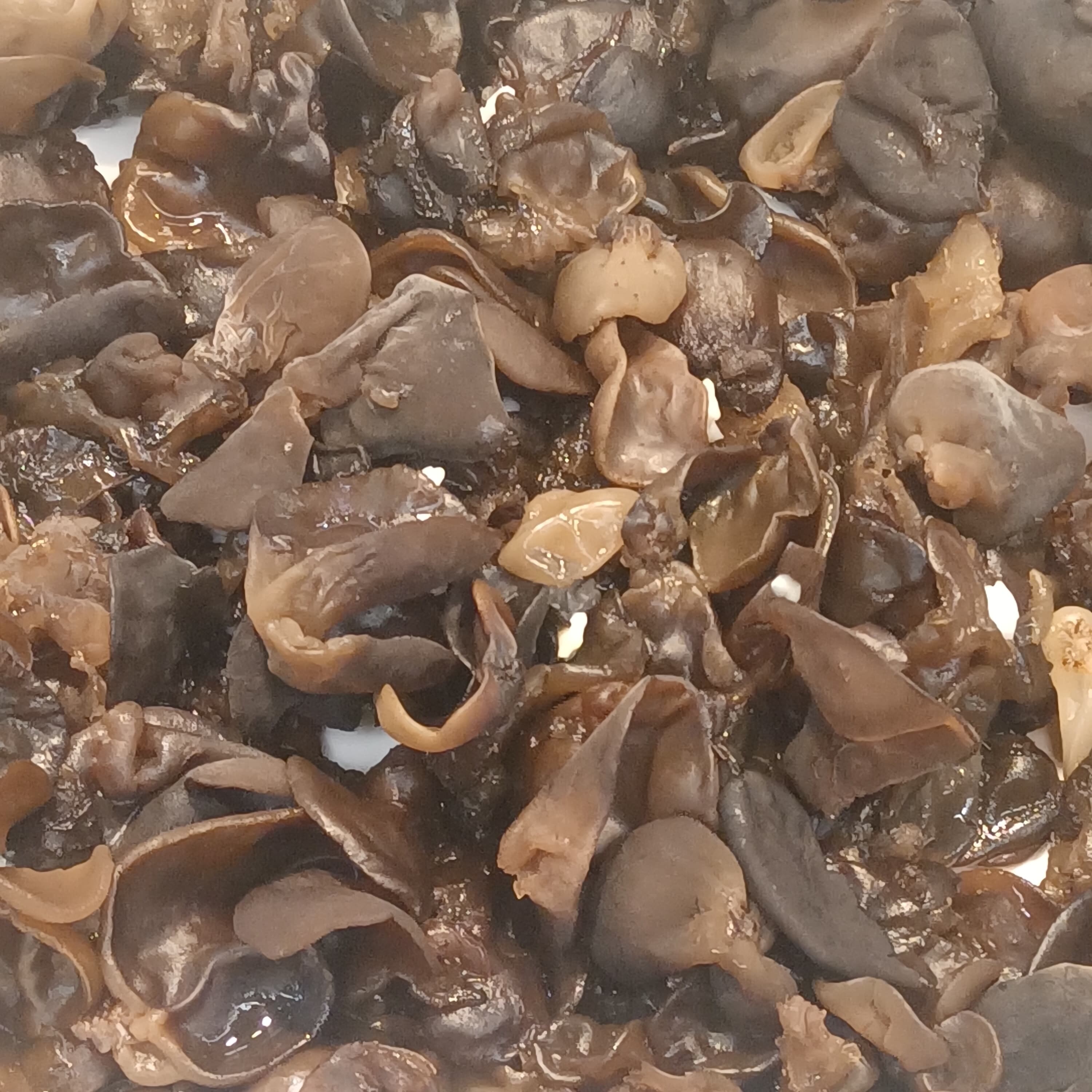 Water-soaked black fungus