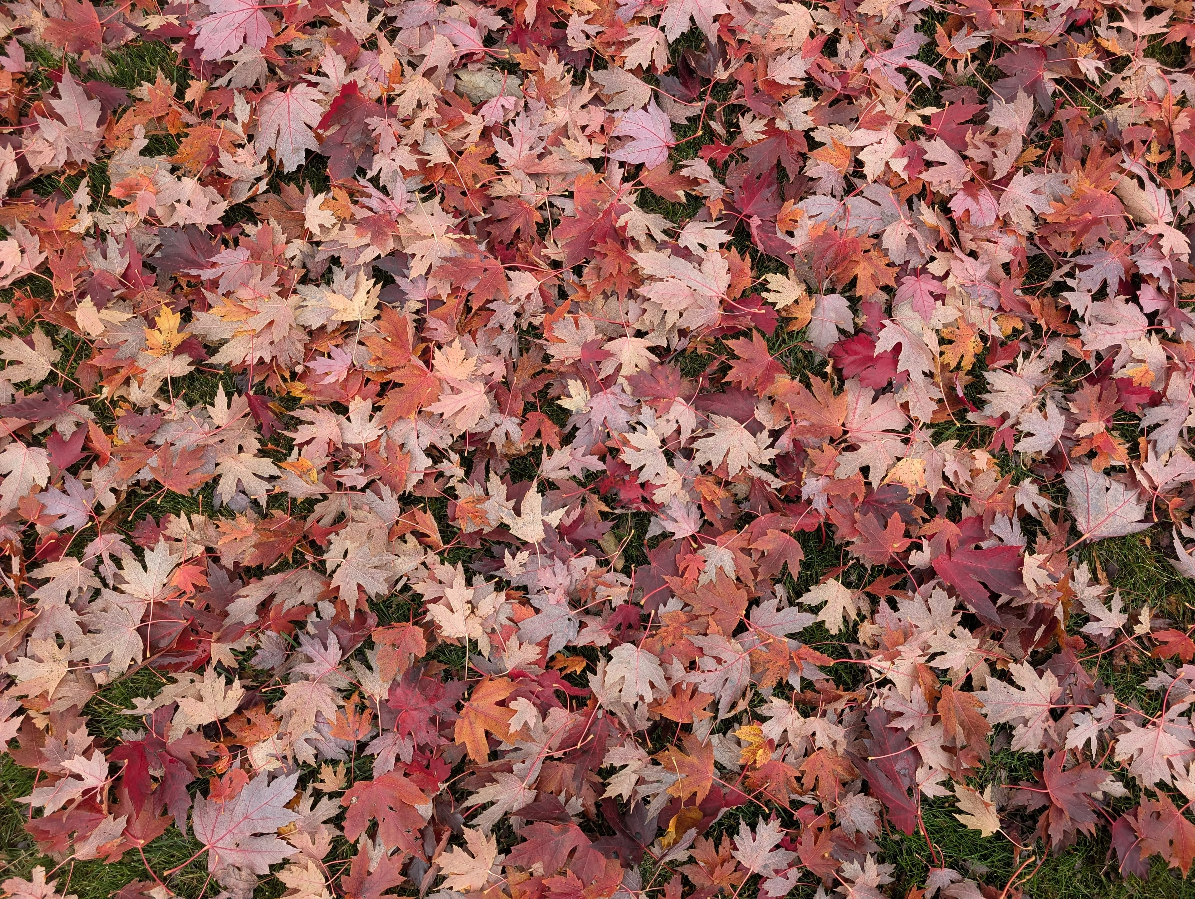 20251101 Autumn Leaves