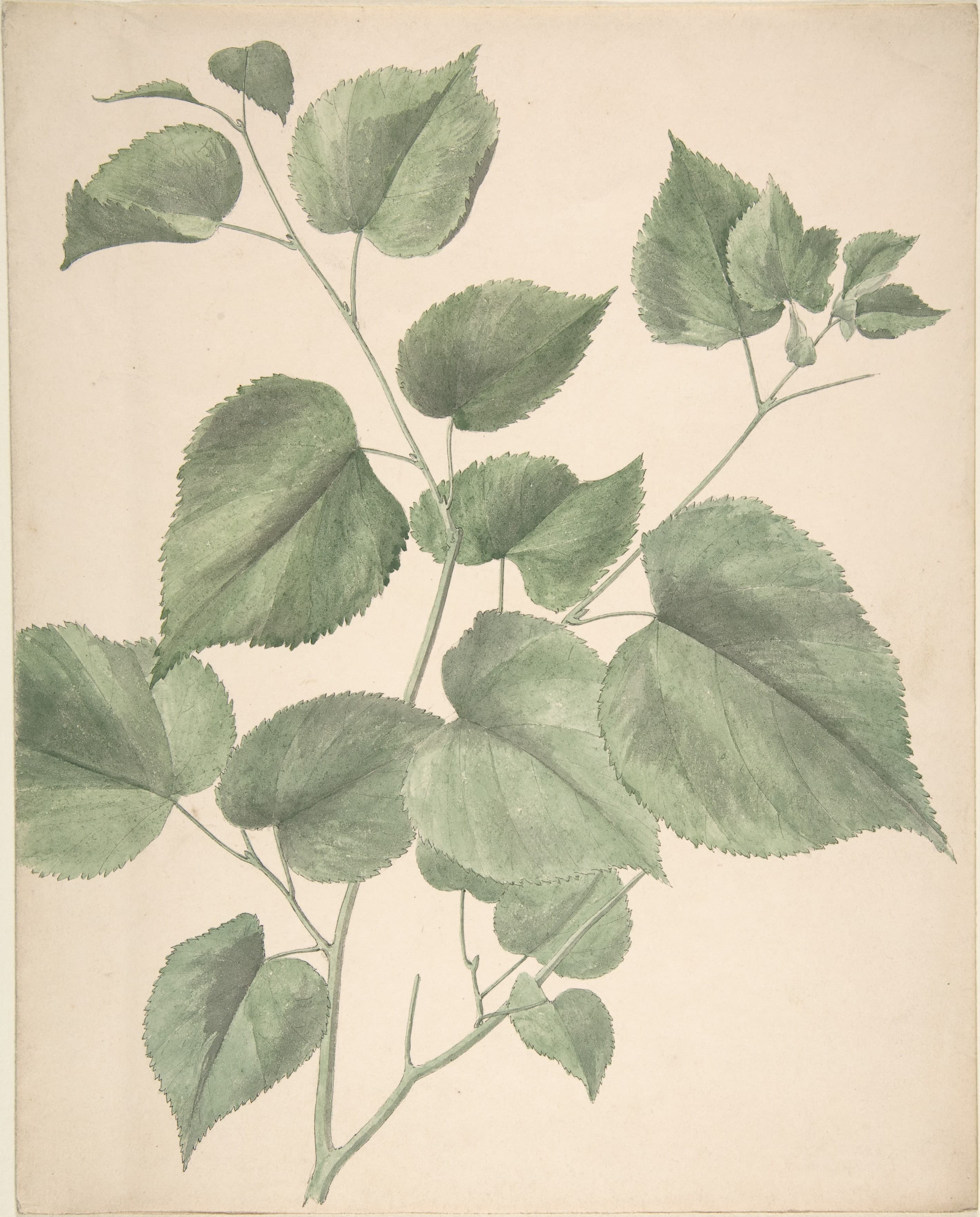 Leaves MET DP806095