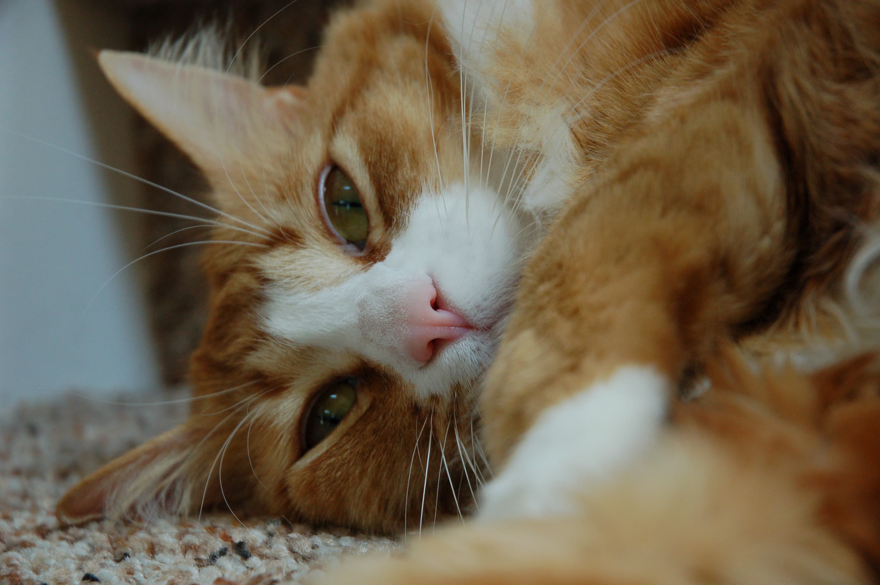 Orange tabby cat closeup (3)