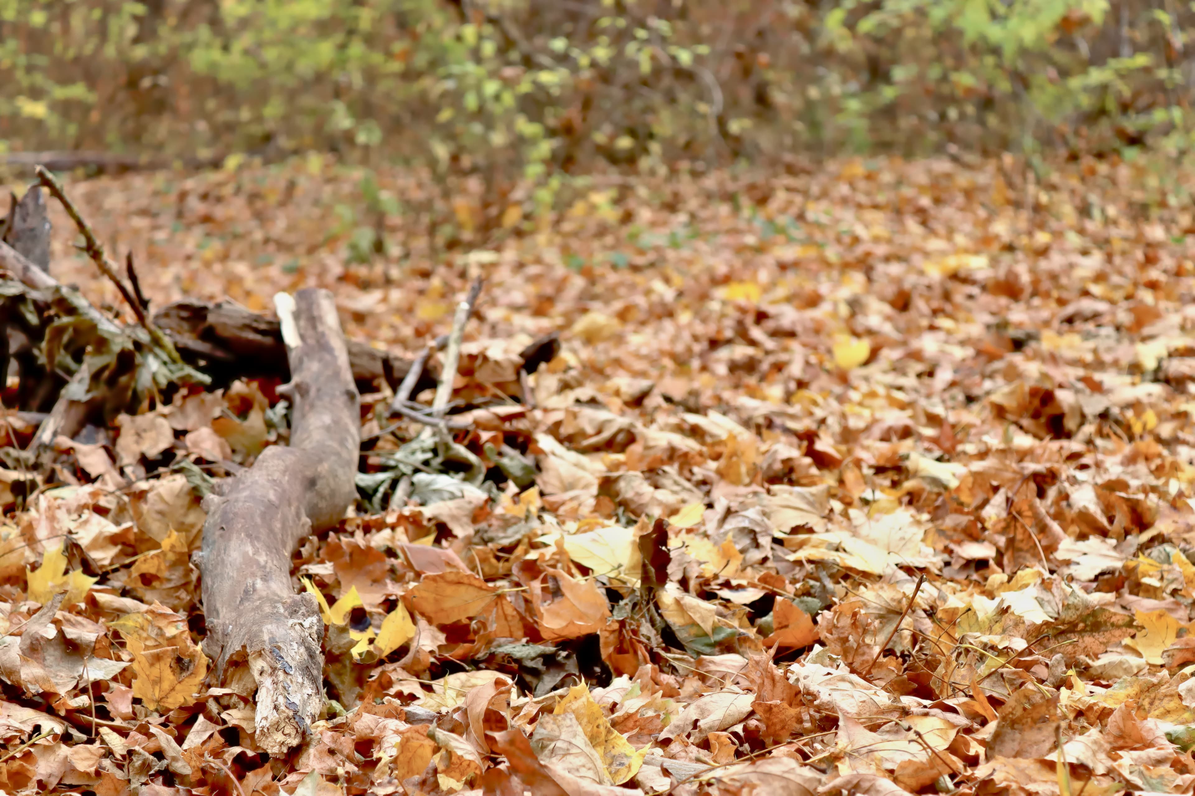 Autumn leaves, Dumitru Rascanu park