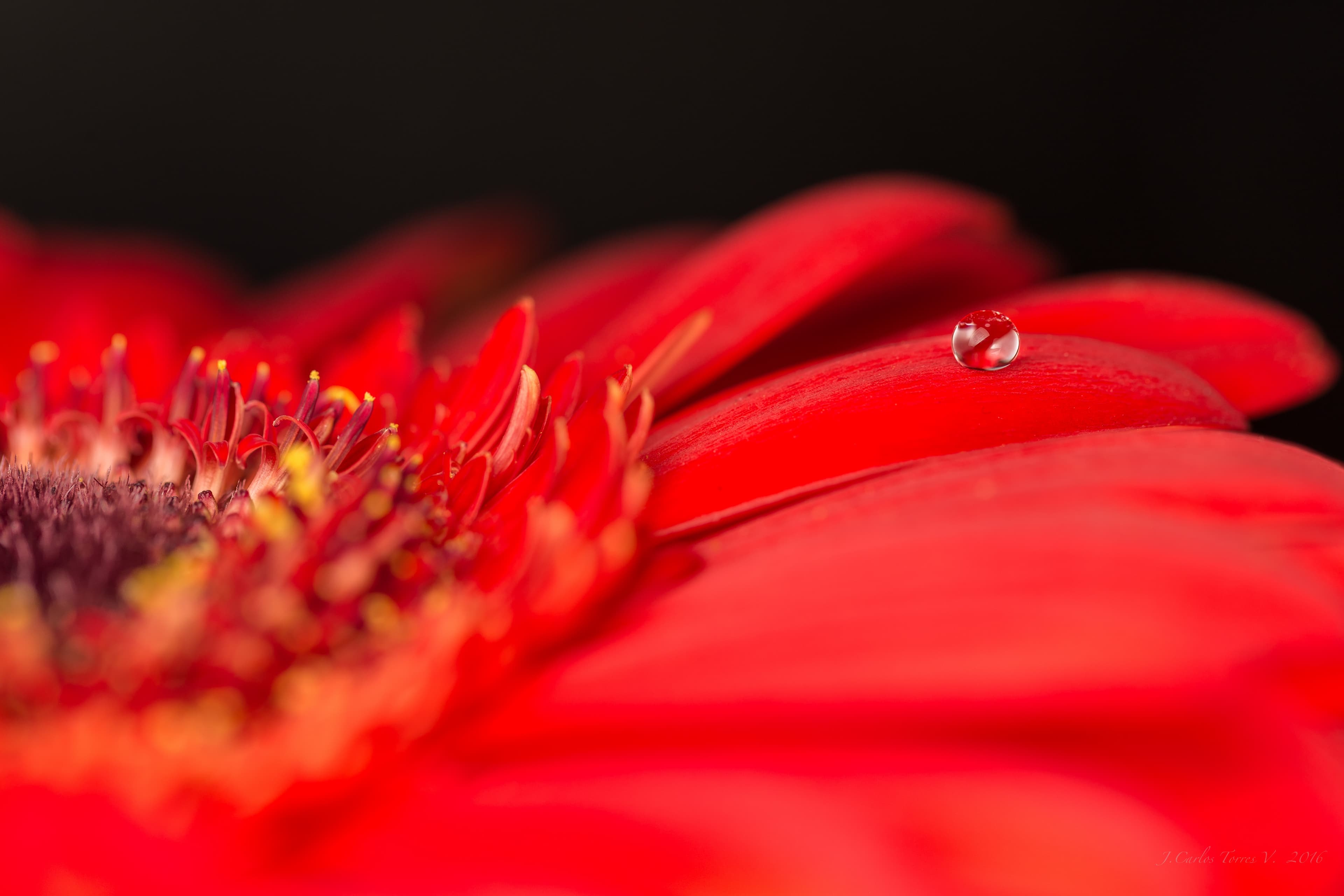 Red Gerbera with water droplet