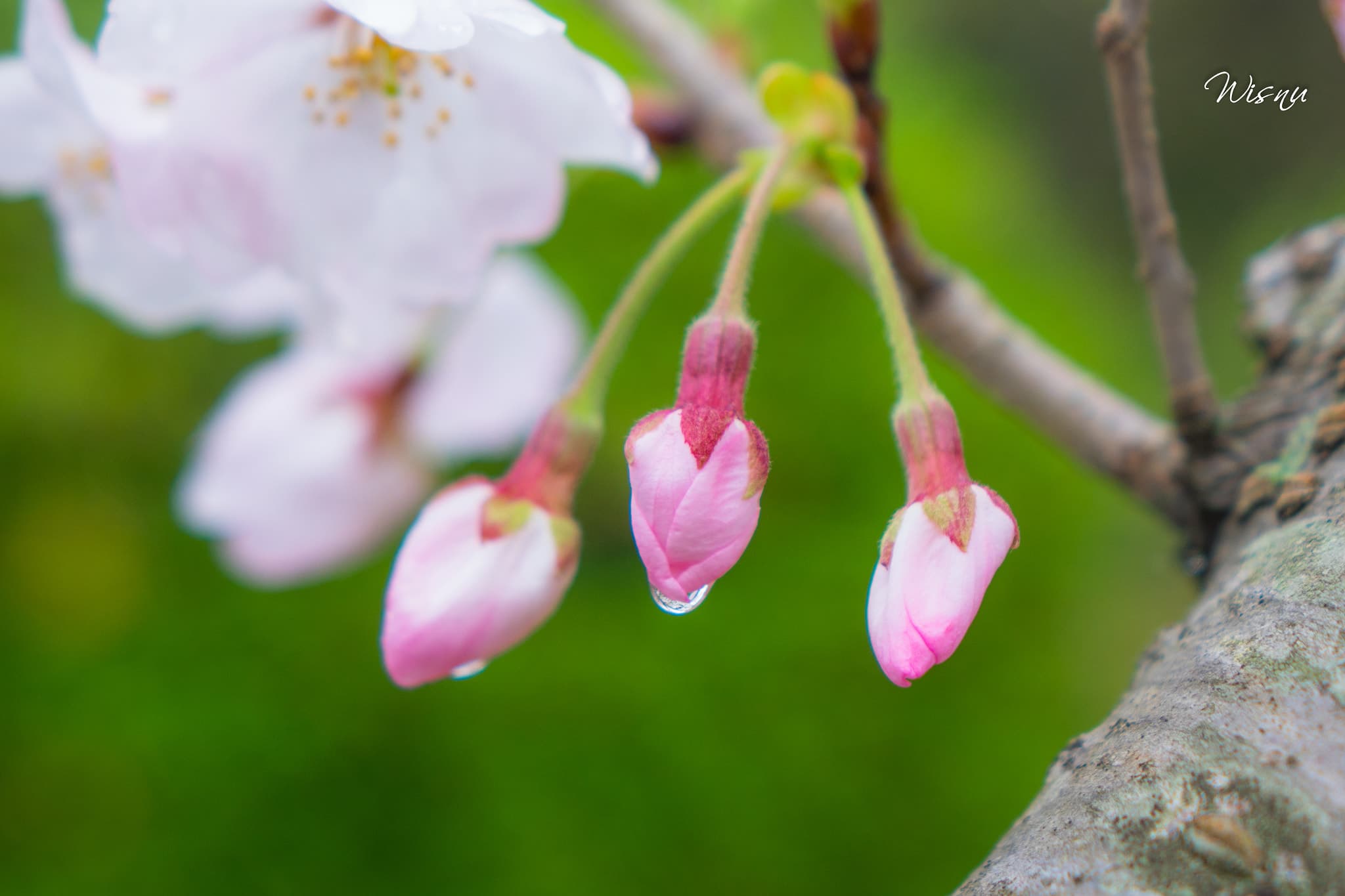 Ready To Blossom (206649103)