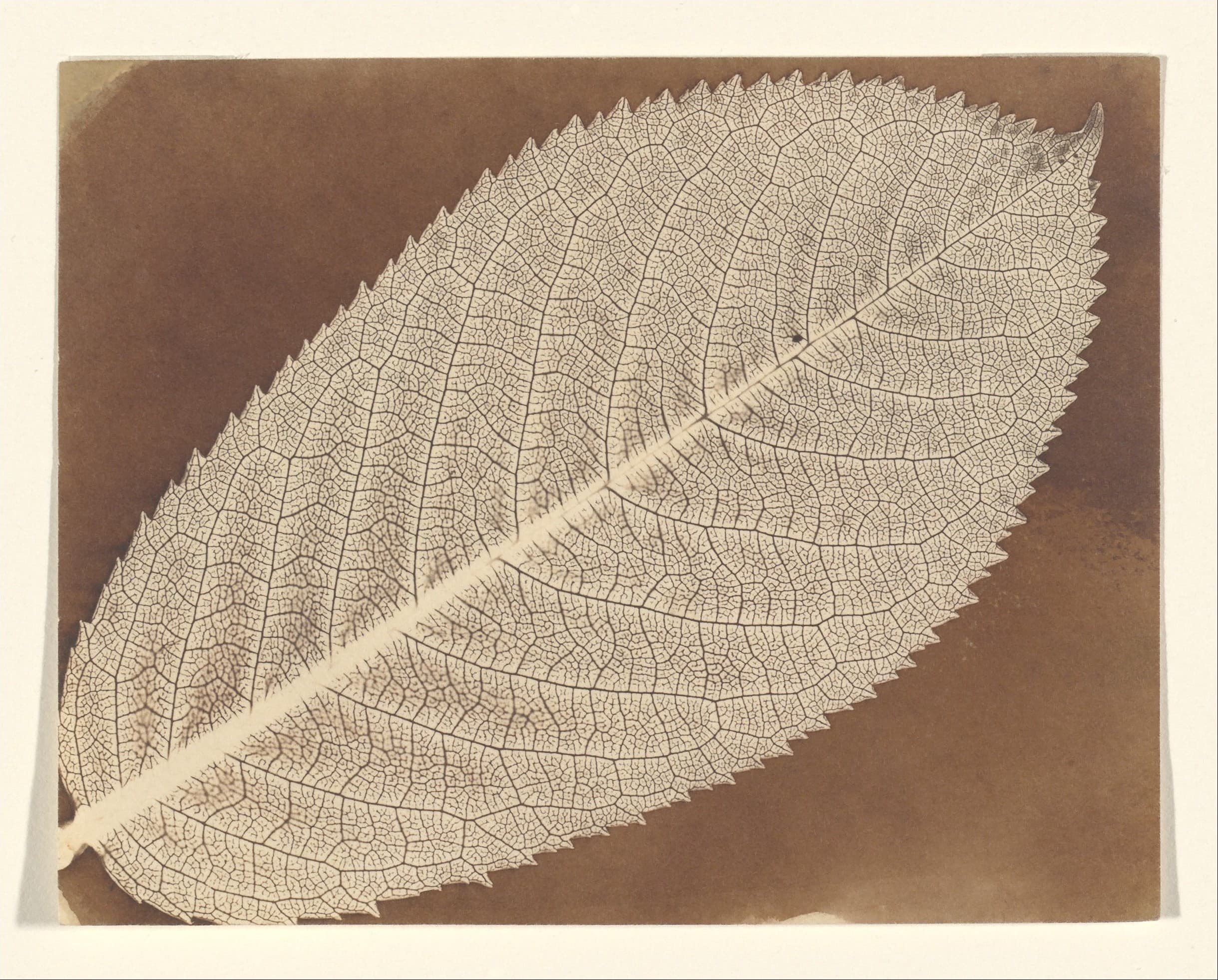 -Leaf- MET DP167360