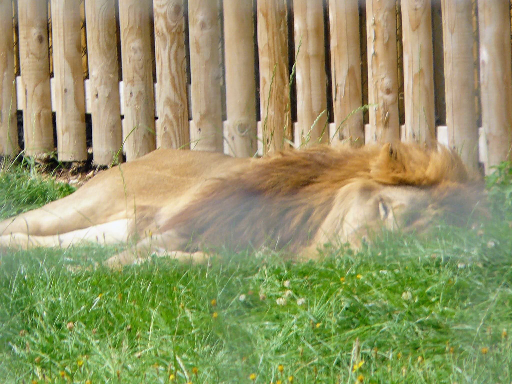 Lion at Wingham Wildlife Park Kent