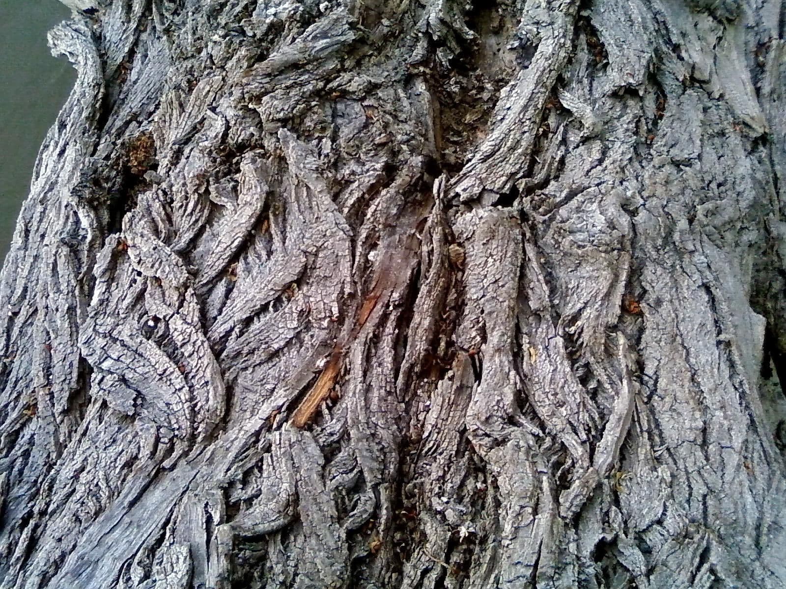 Old tree closeup