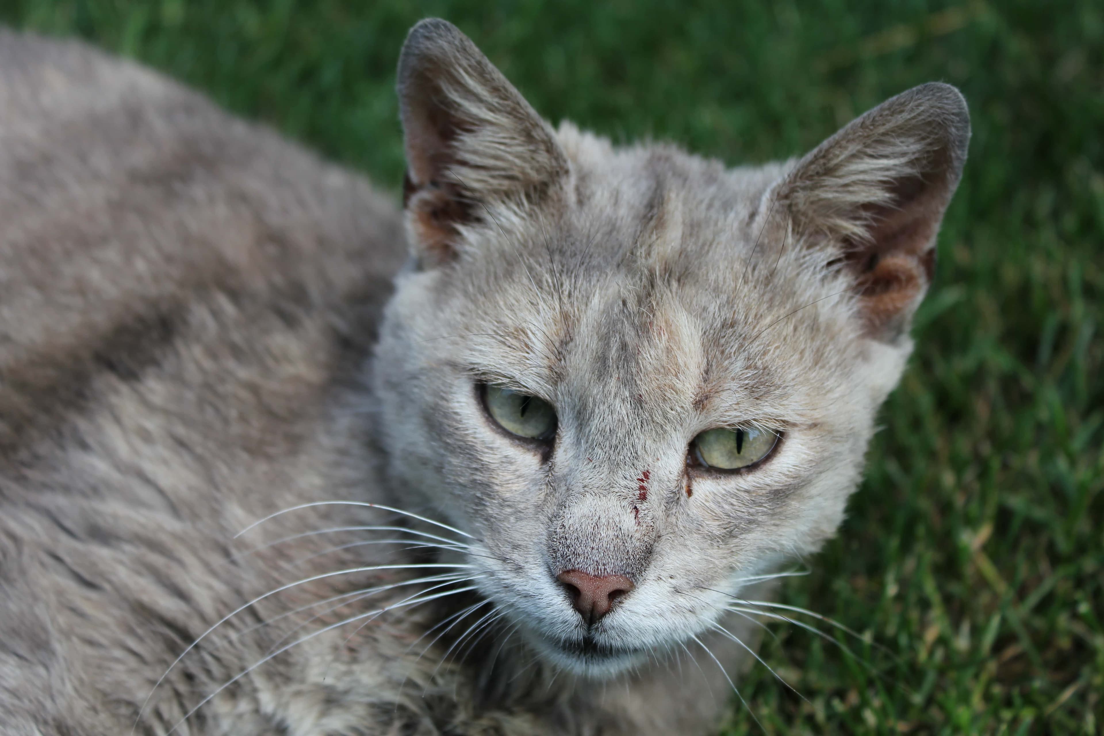 Domestic shorthair cat portrait in grass