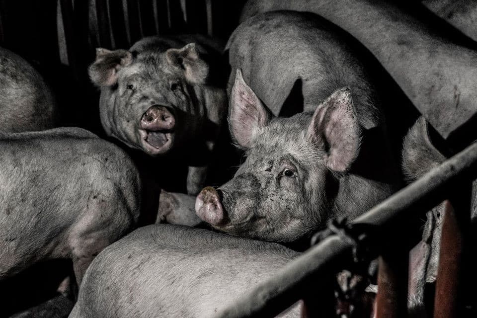 Group pig pen 2