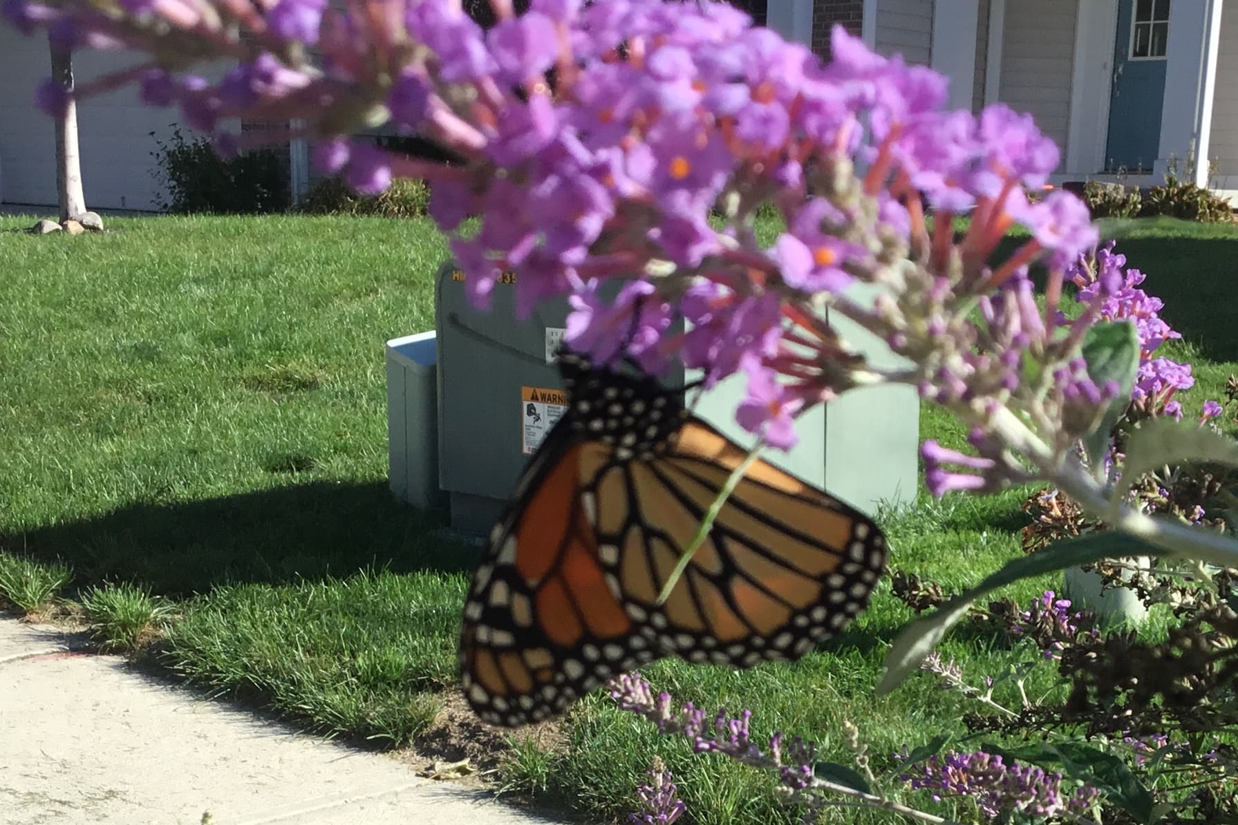 Monarch butterfly on butterfly bush flower