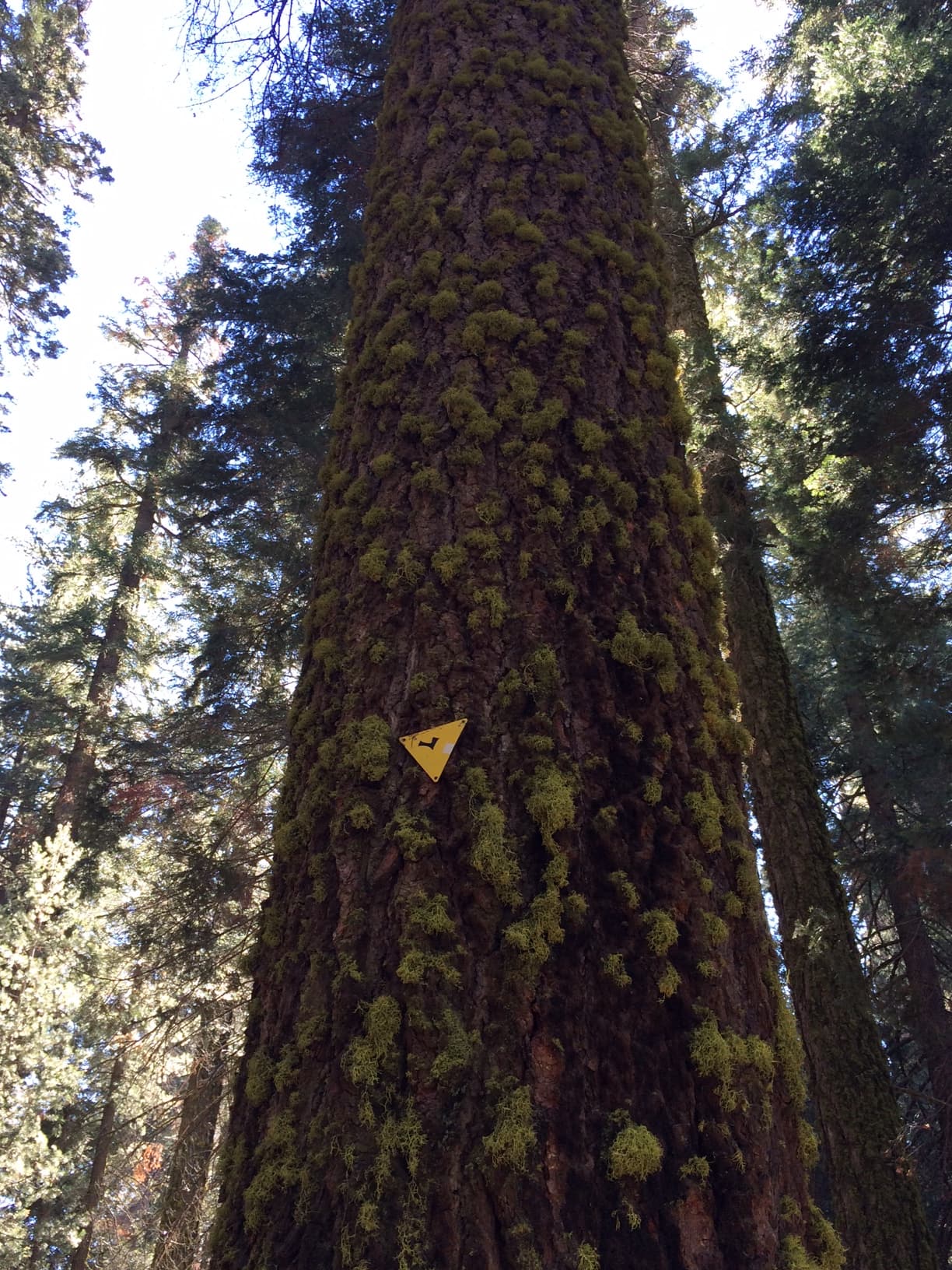 Moss on White Fir tree