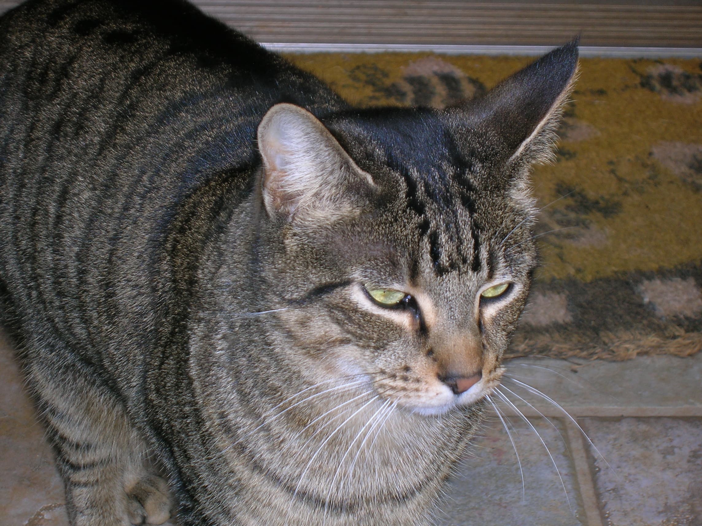 Tabby-cat
