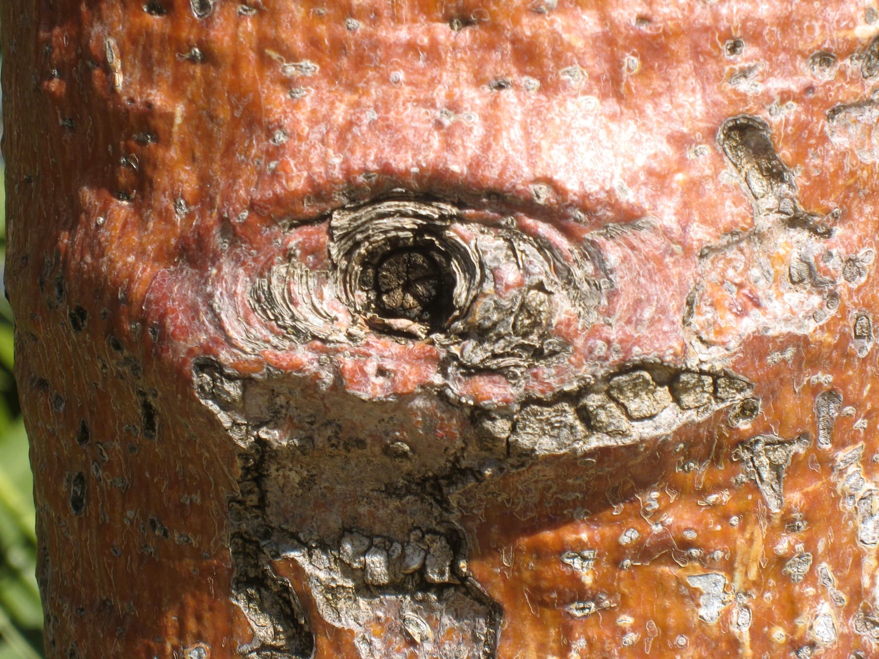 Boab Tree Bark With Eyes (1711044009)