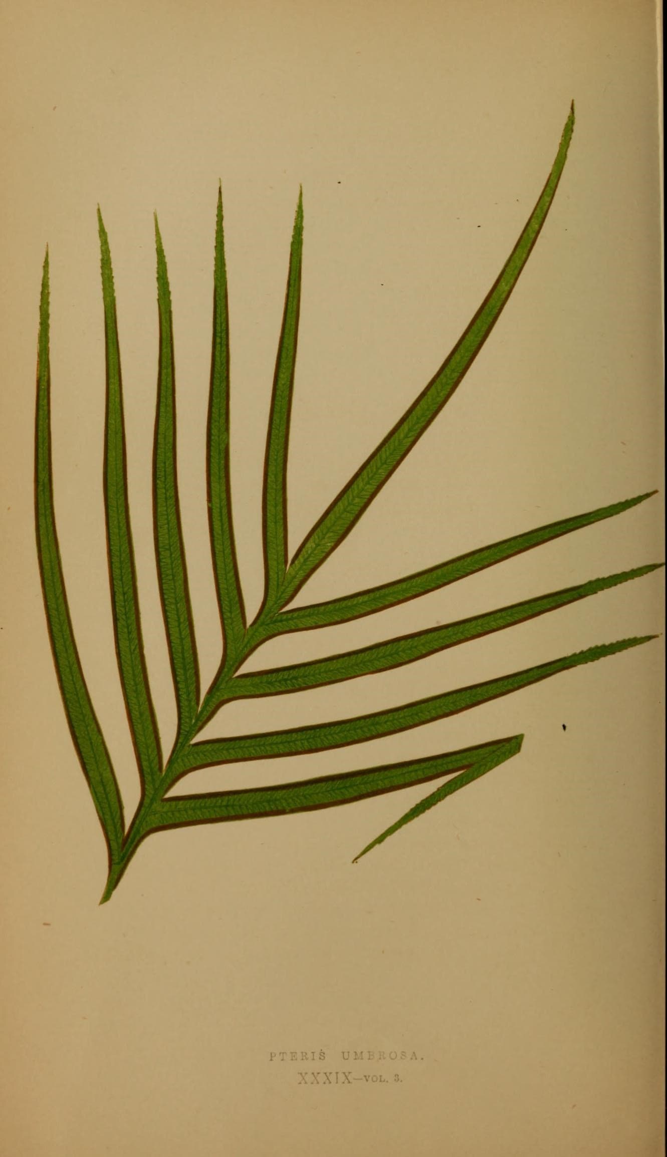 Ferns- British and exotic (10292031724)