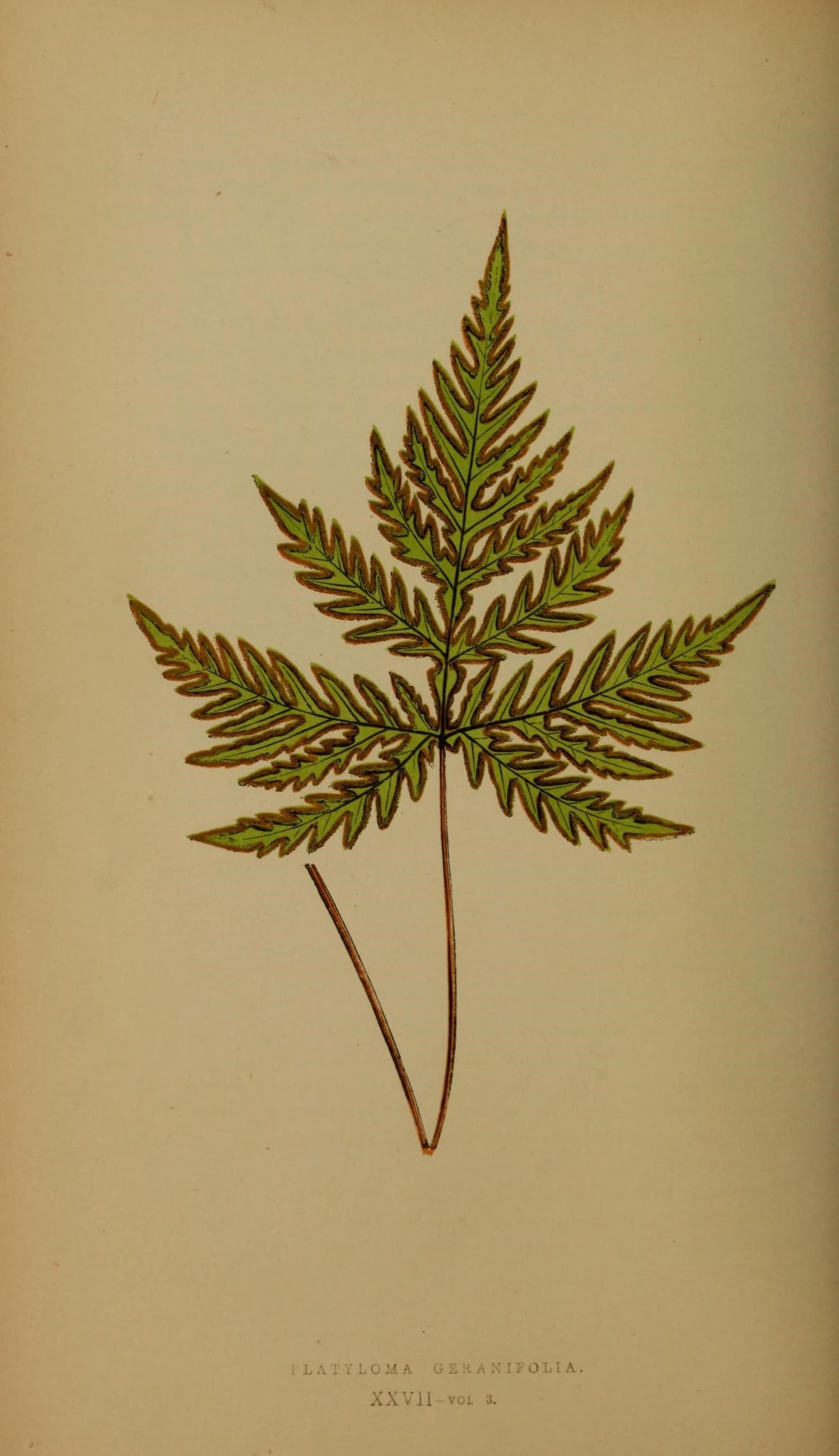 Ferns- British and exotic (10292218343)