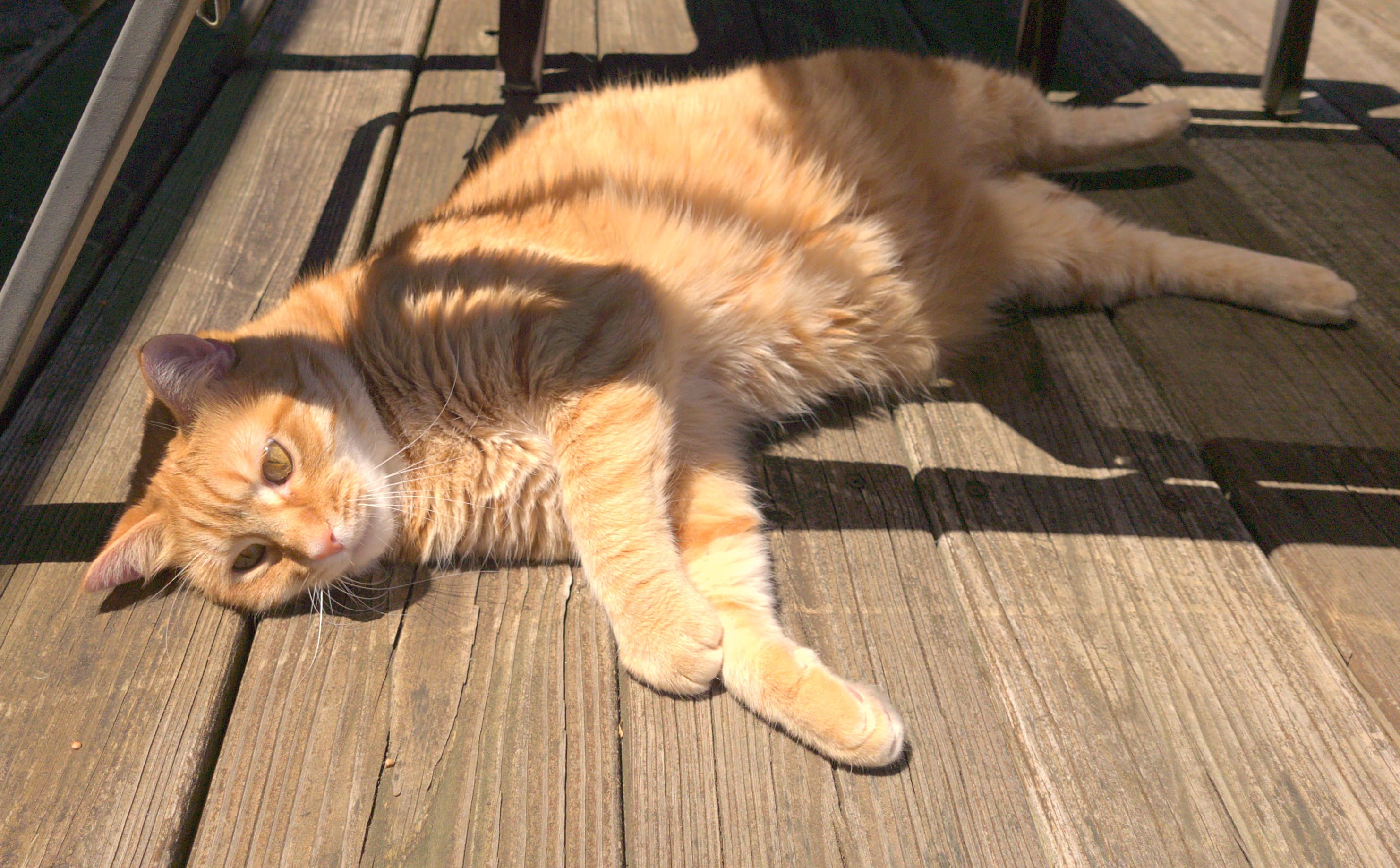 Tabby sunning after winter in house