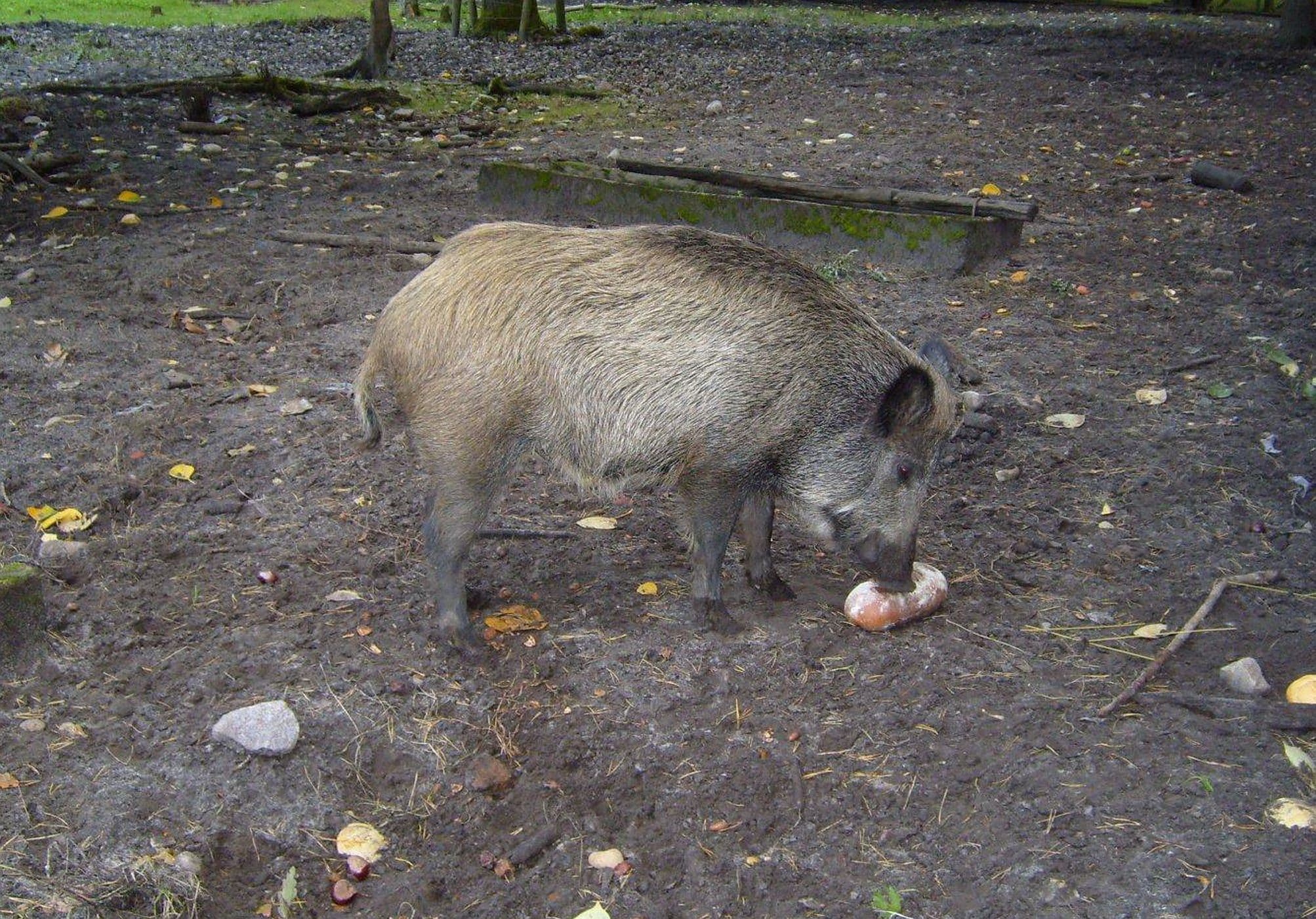 Wild boar (1)