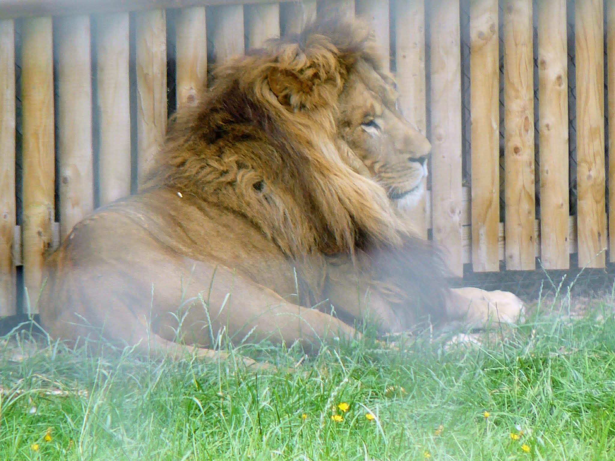 Lion at Wingham Wildlife Park