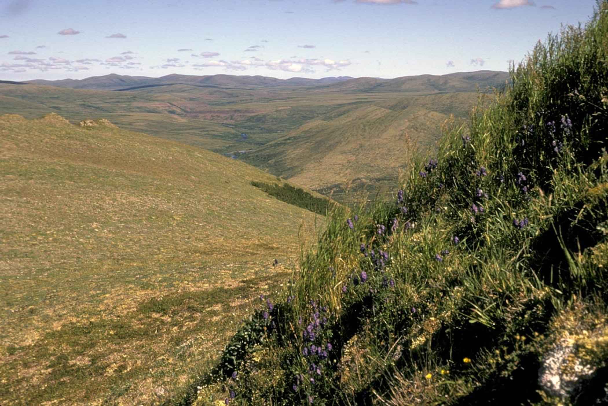 Spring wildflowers in hills
