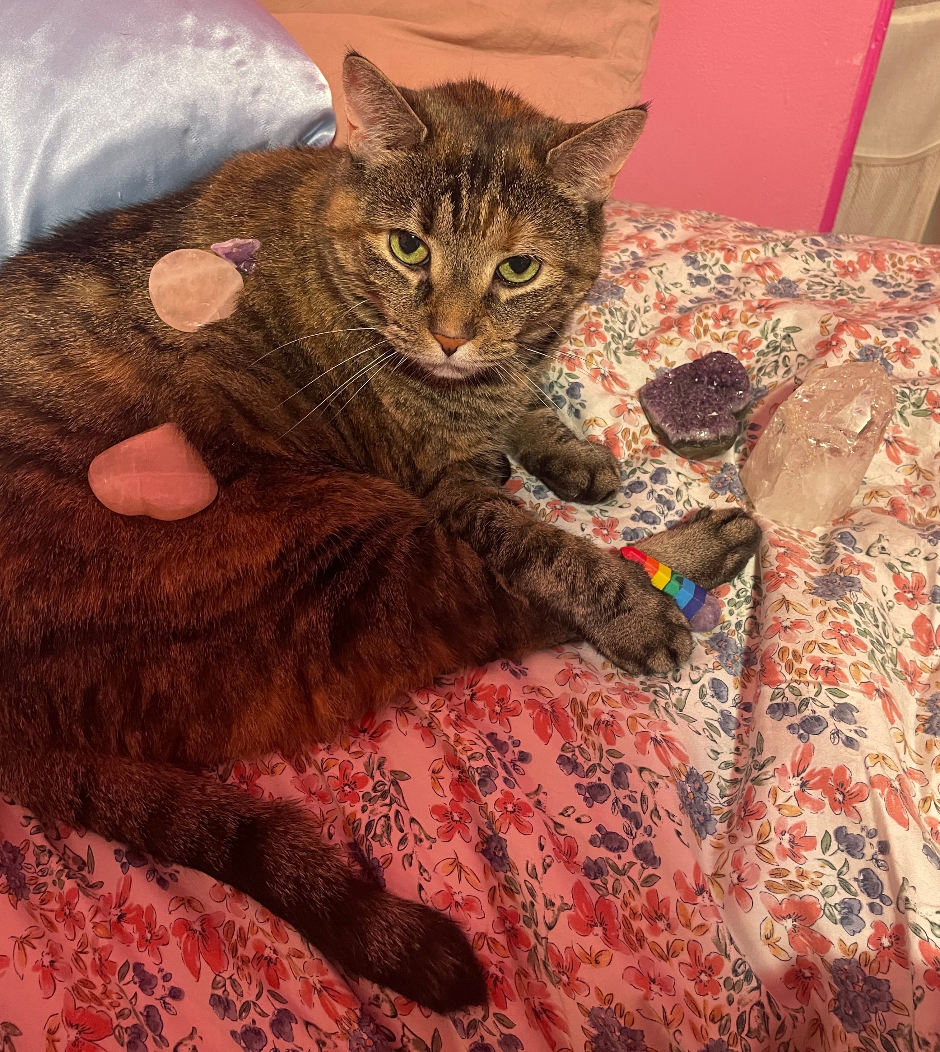 Brown Mackerel Tabby Surrounded by Crystals