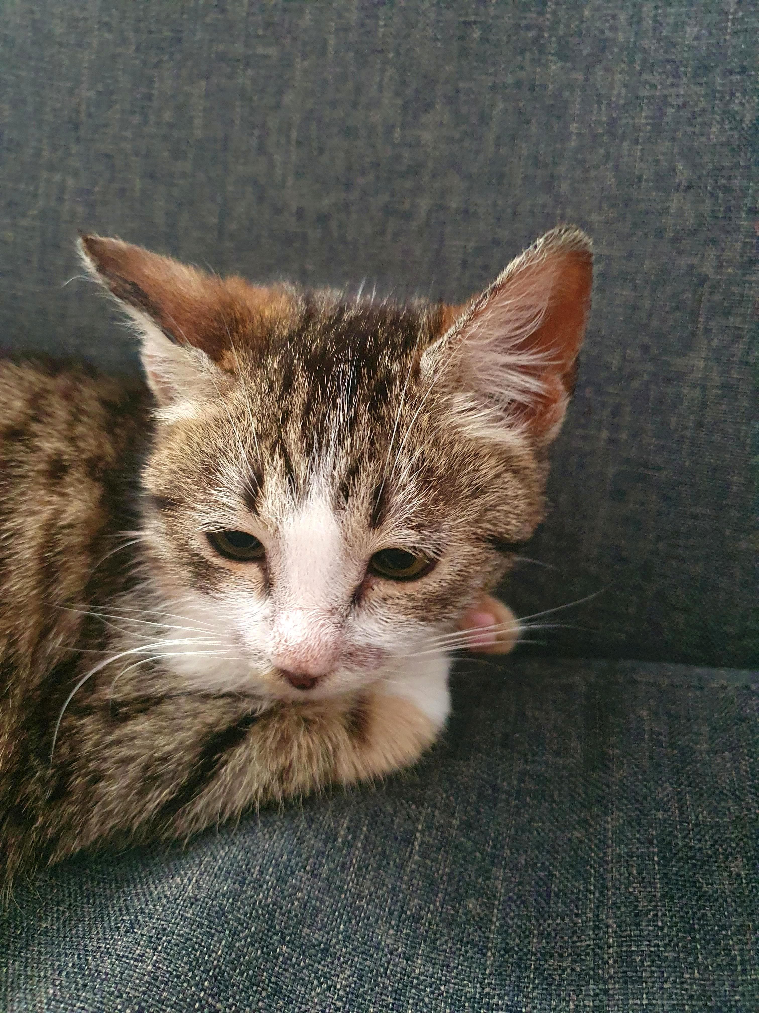 European tabby cat looking away