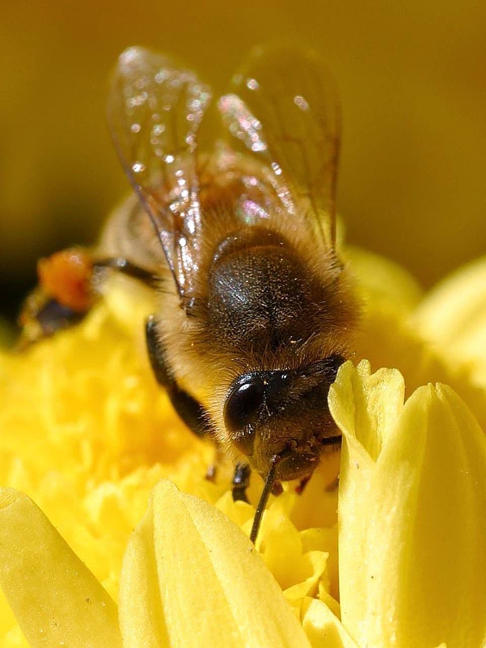 Bees pollen insects wings macro bugs