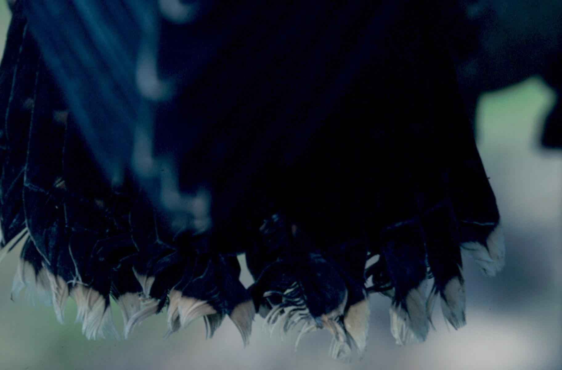 Black feathers of bird close up