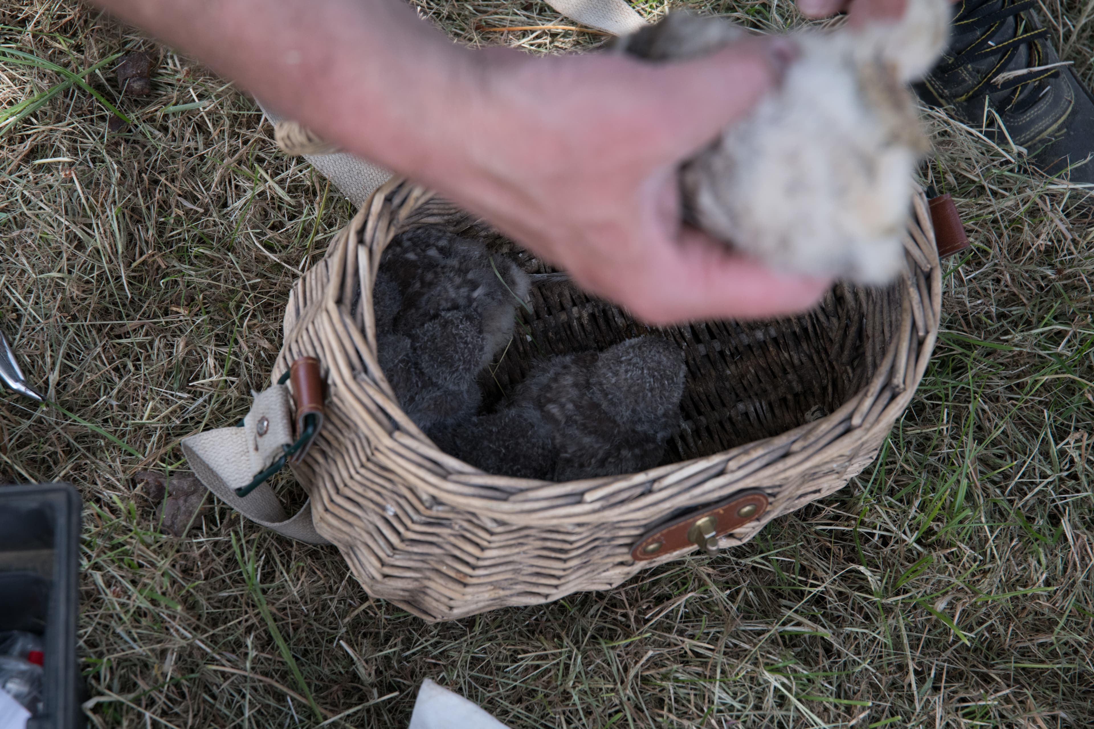 Protected Birds Banding 2021 (6685133)