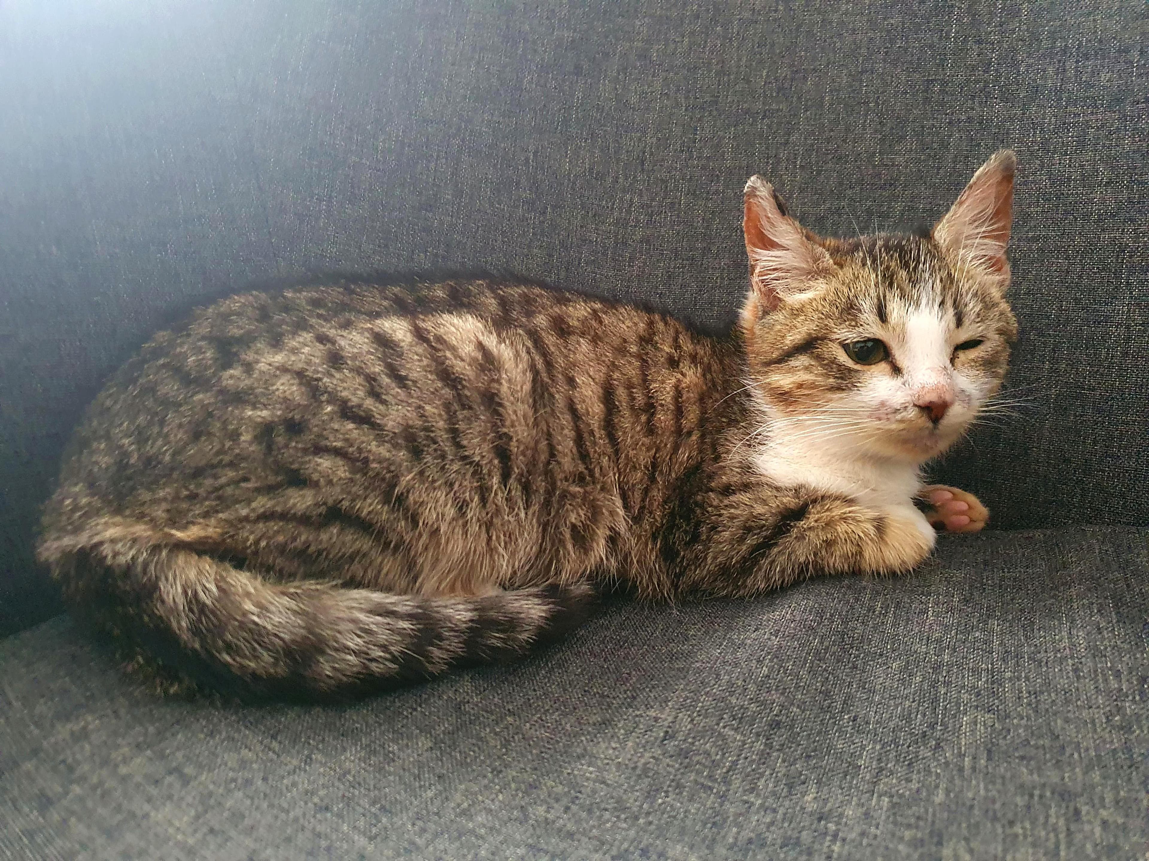 An European Shorthair tabby cat