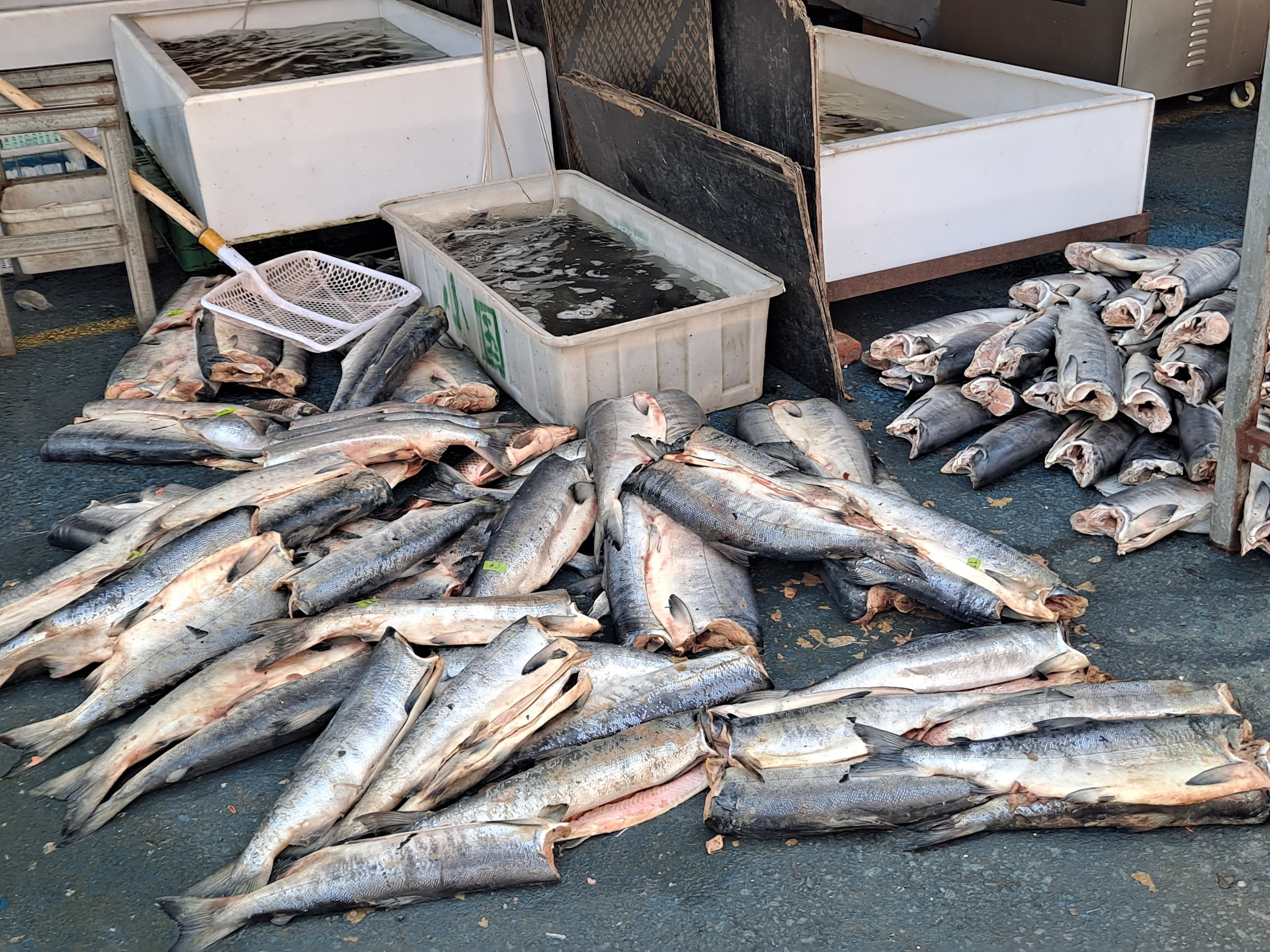 Dongji Fish Market 2