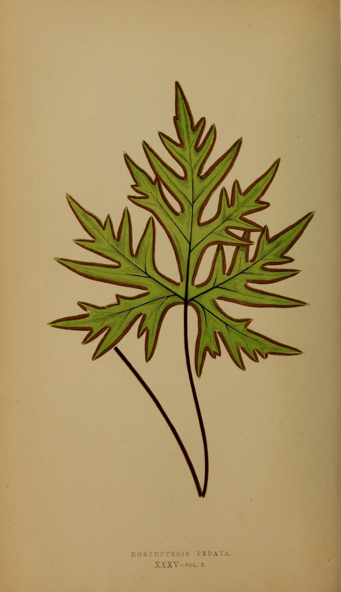 Ferns- British and exotic (10292133655)