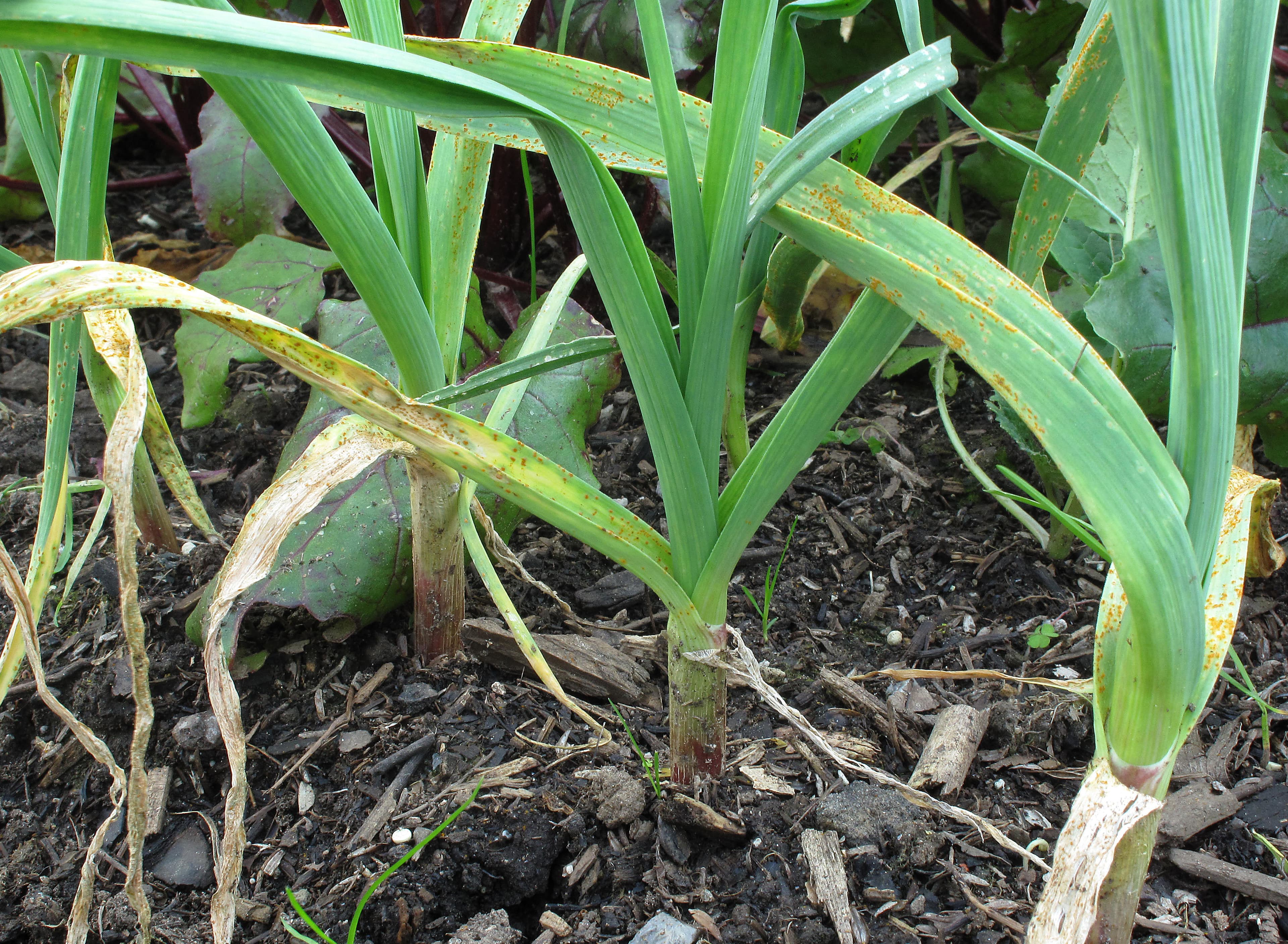Rust on garlic plants2