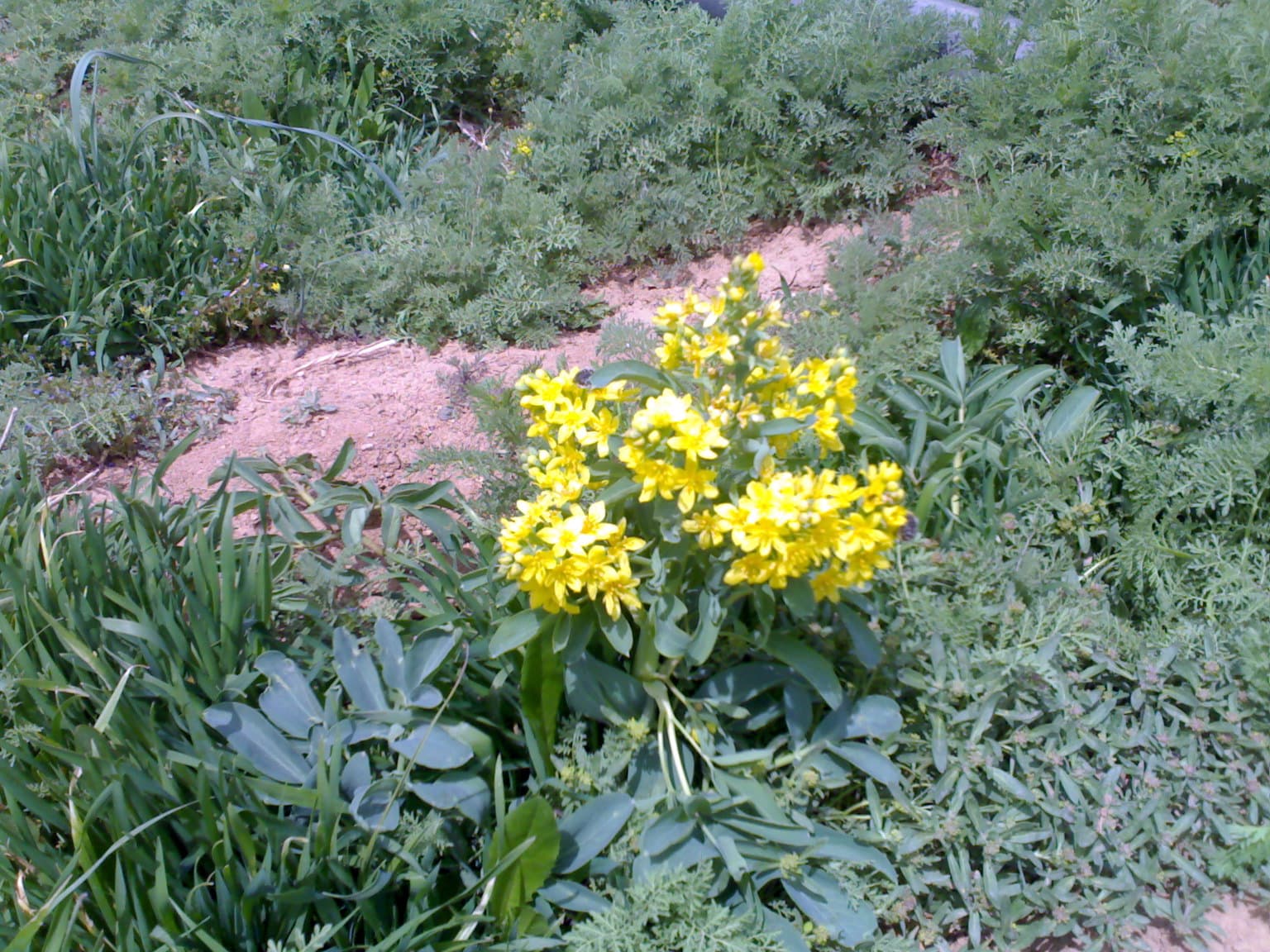 Wildflowers in Bahar 29