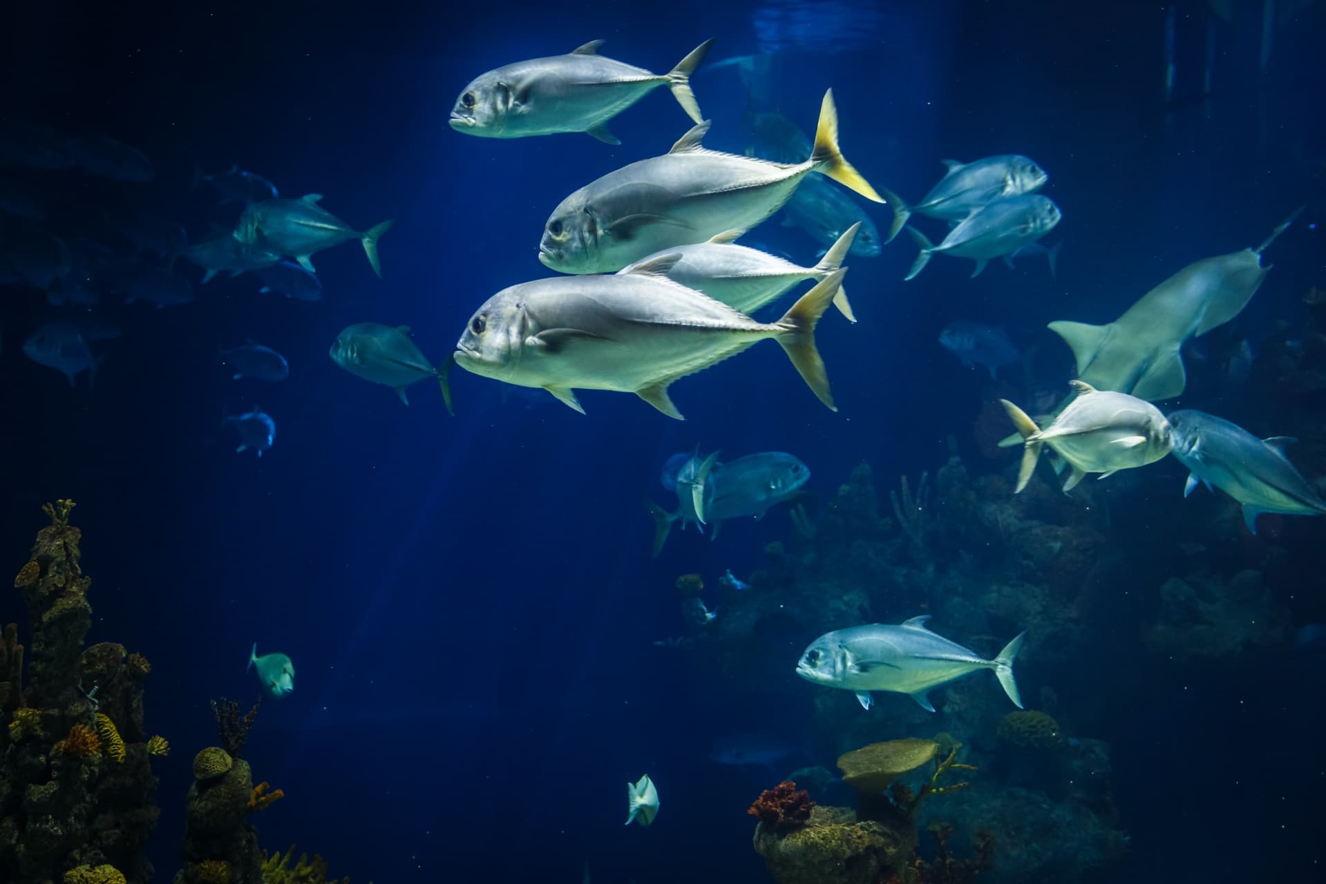 Fish underwater