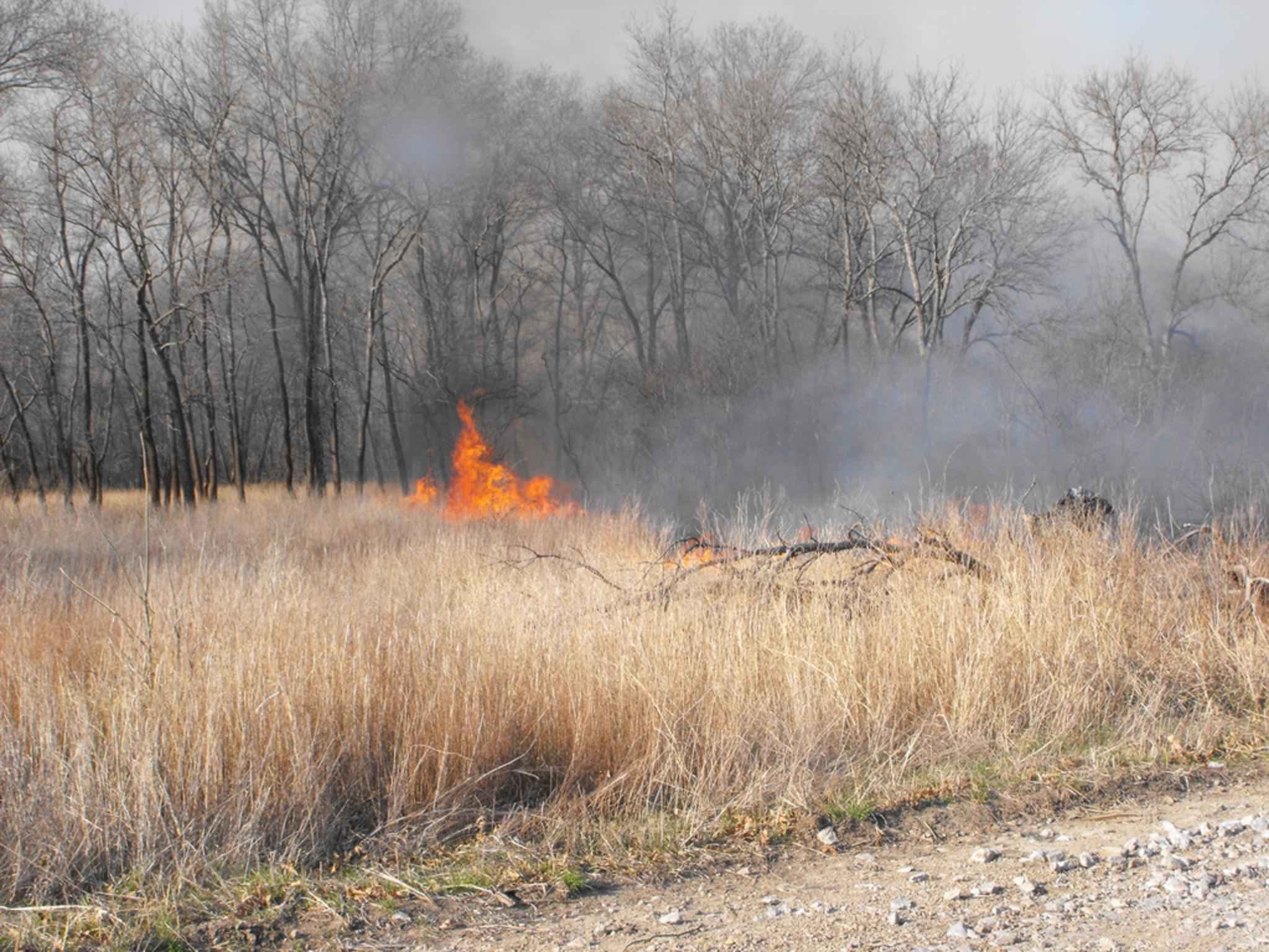 Forest and high grass burn