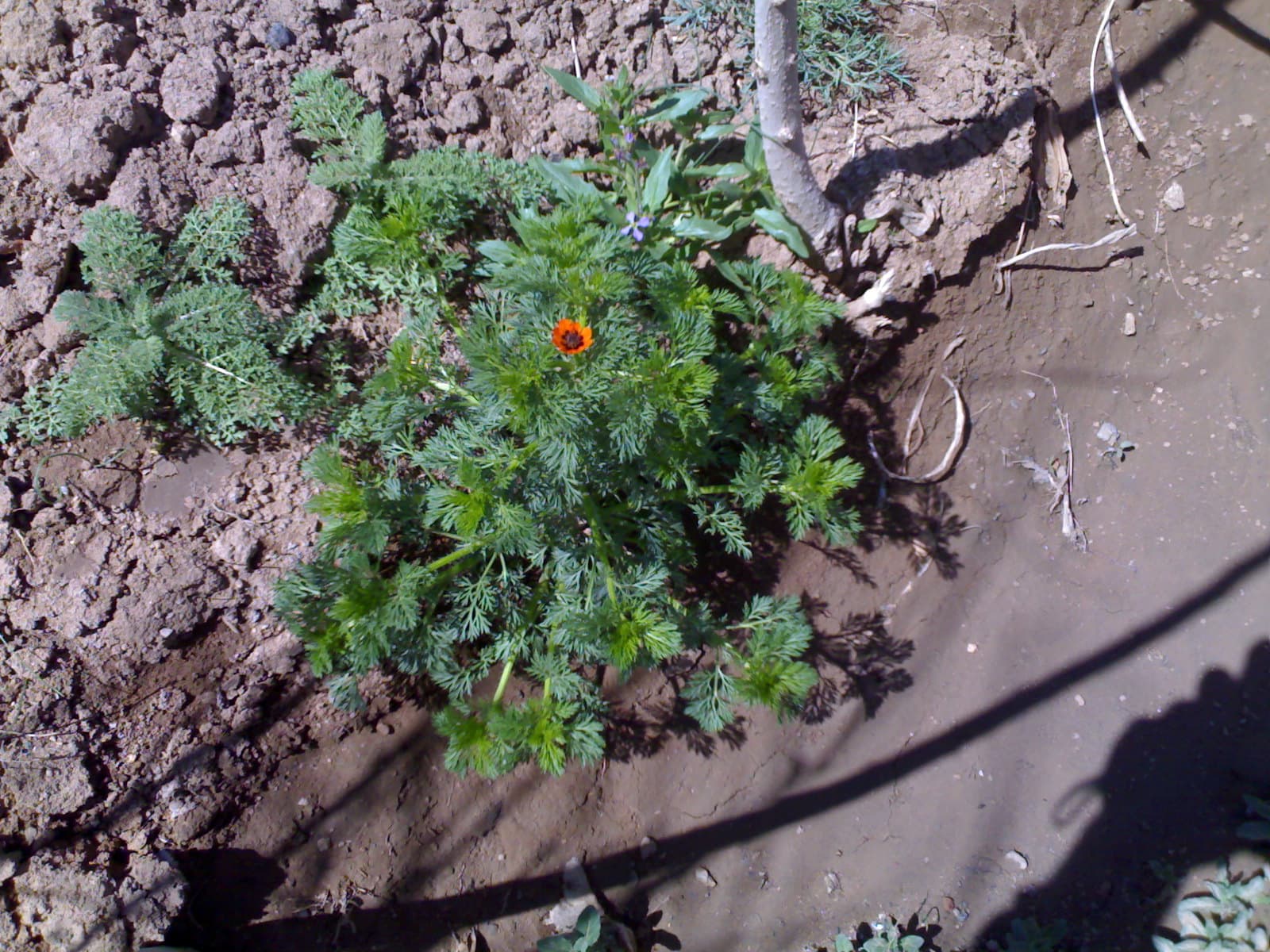 Wildflowers in Bahar 02