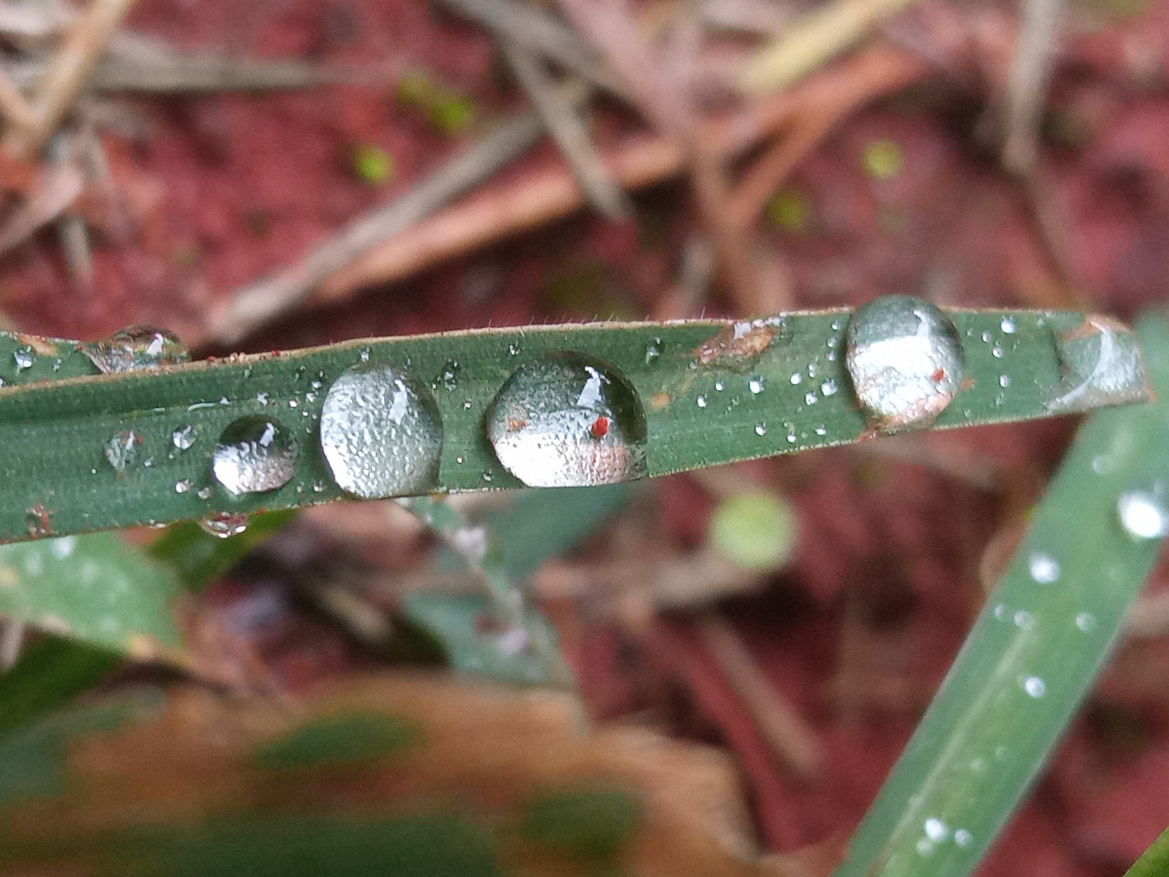 Grass blade with water droplets