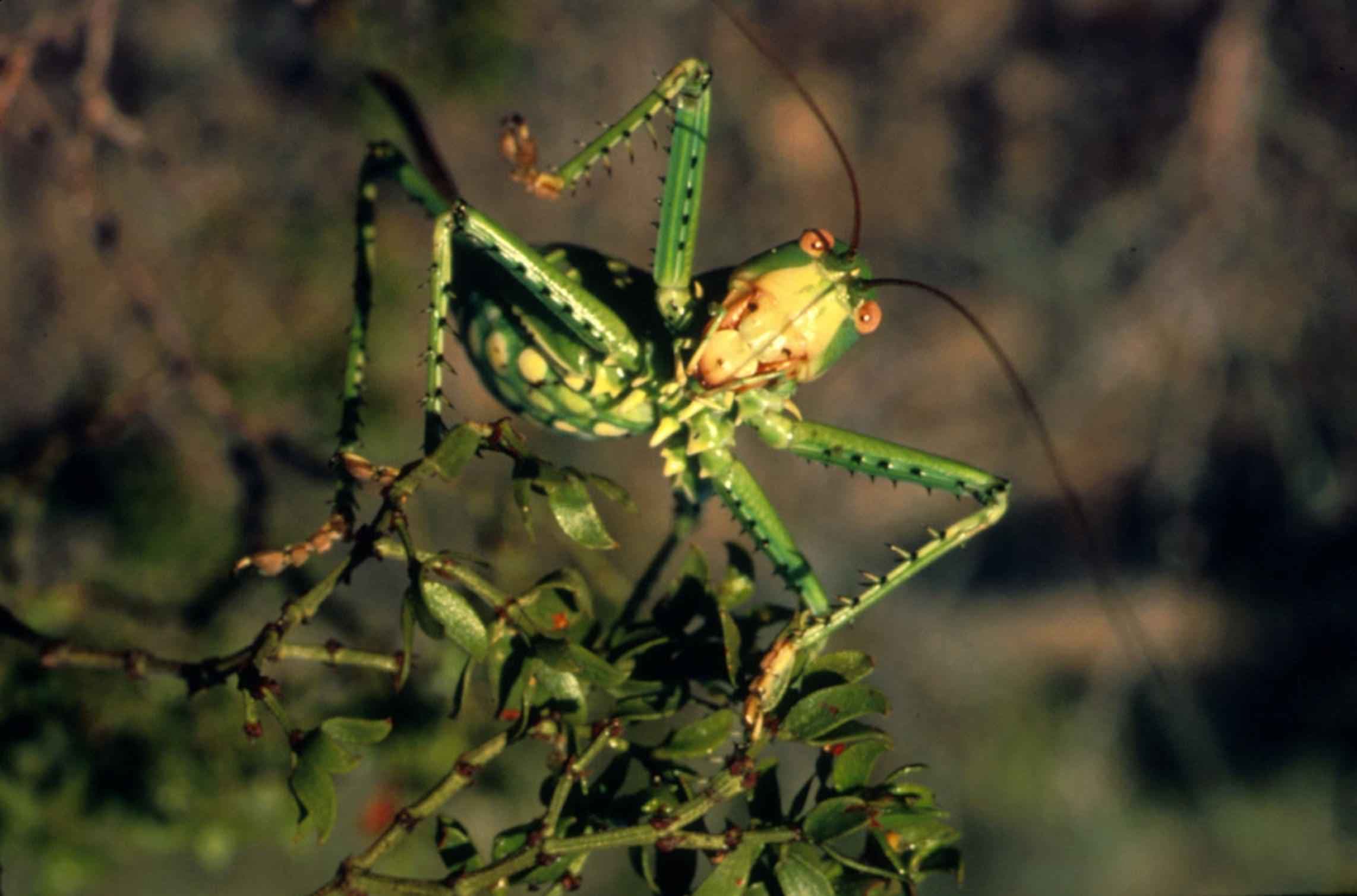 Grasshopper insect macro photo