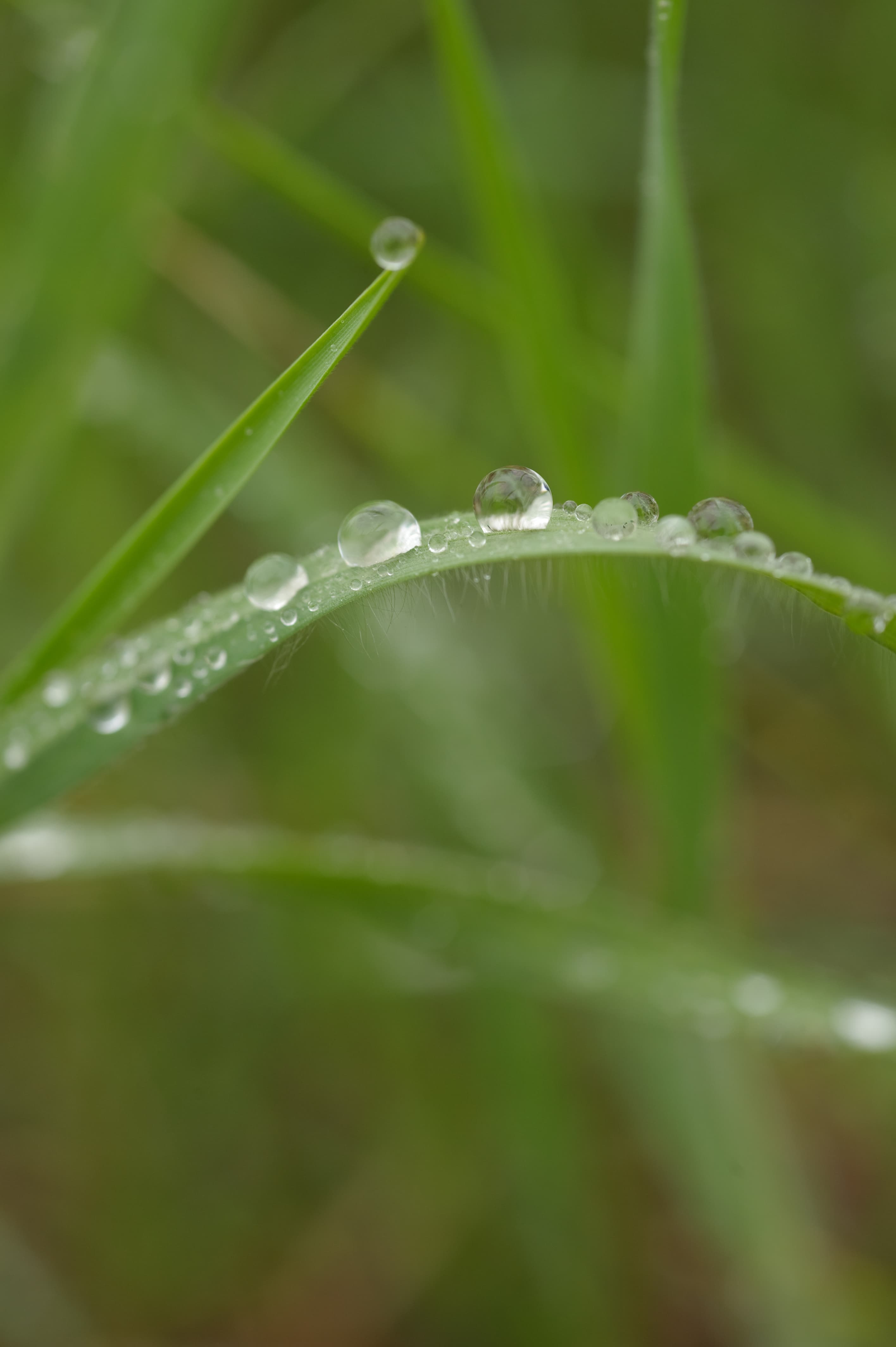 Water droplets on range grass. (24816216730)
