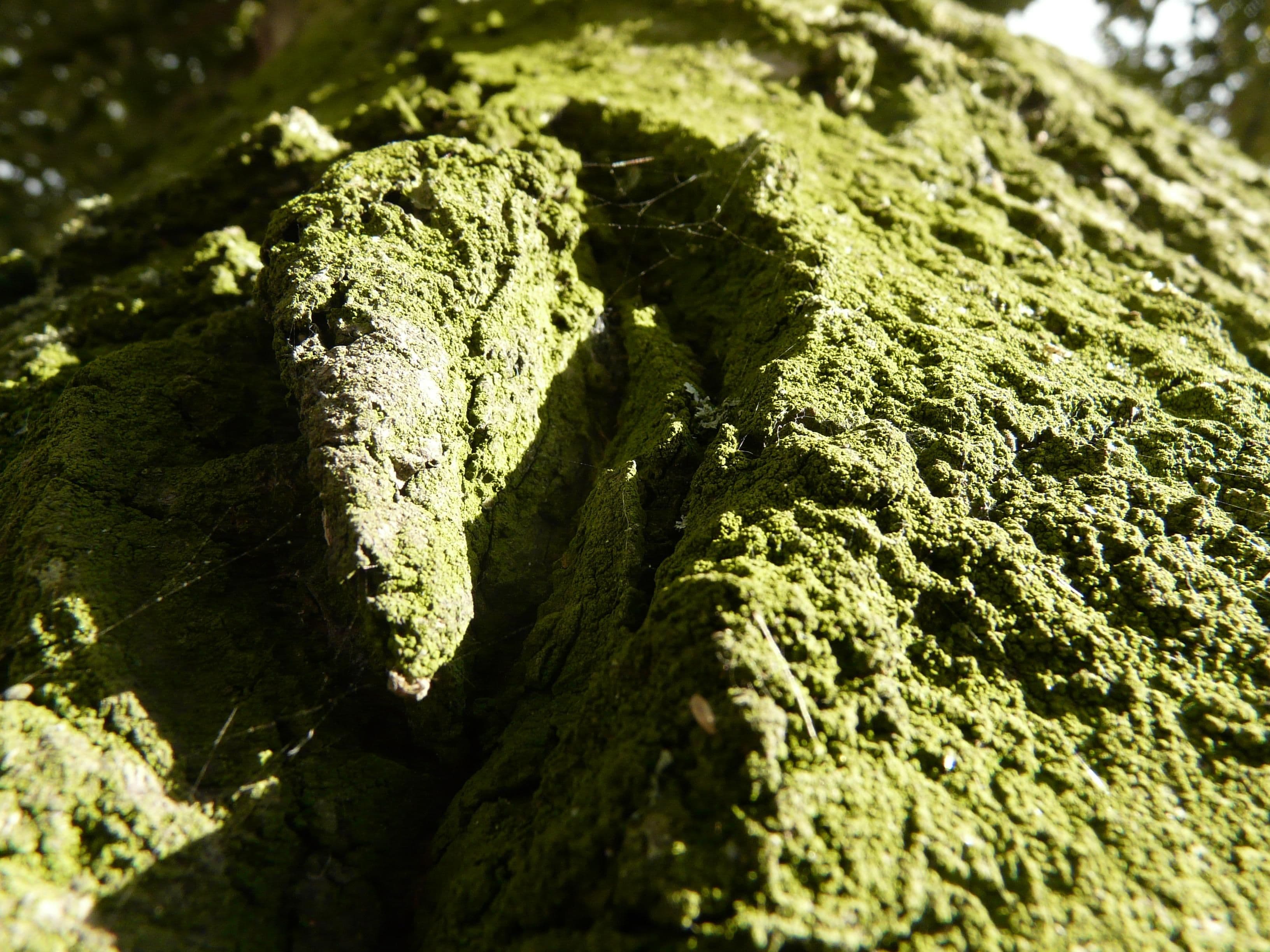 Old green grunge tree bark