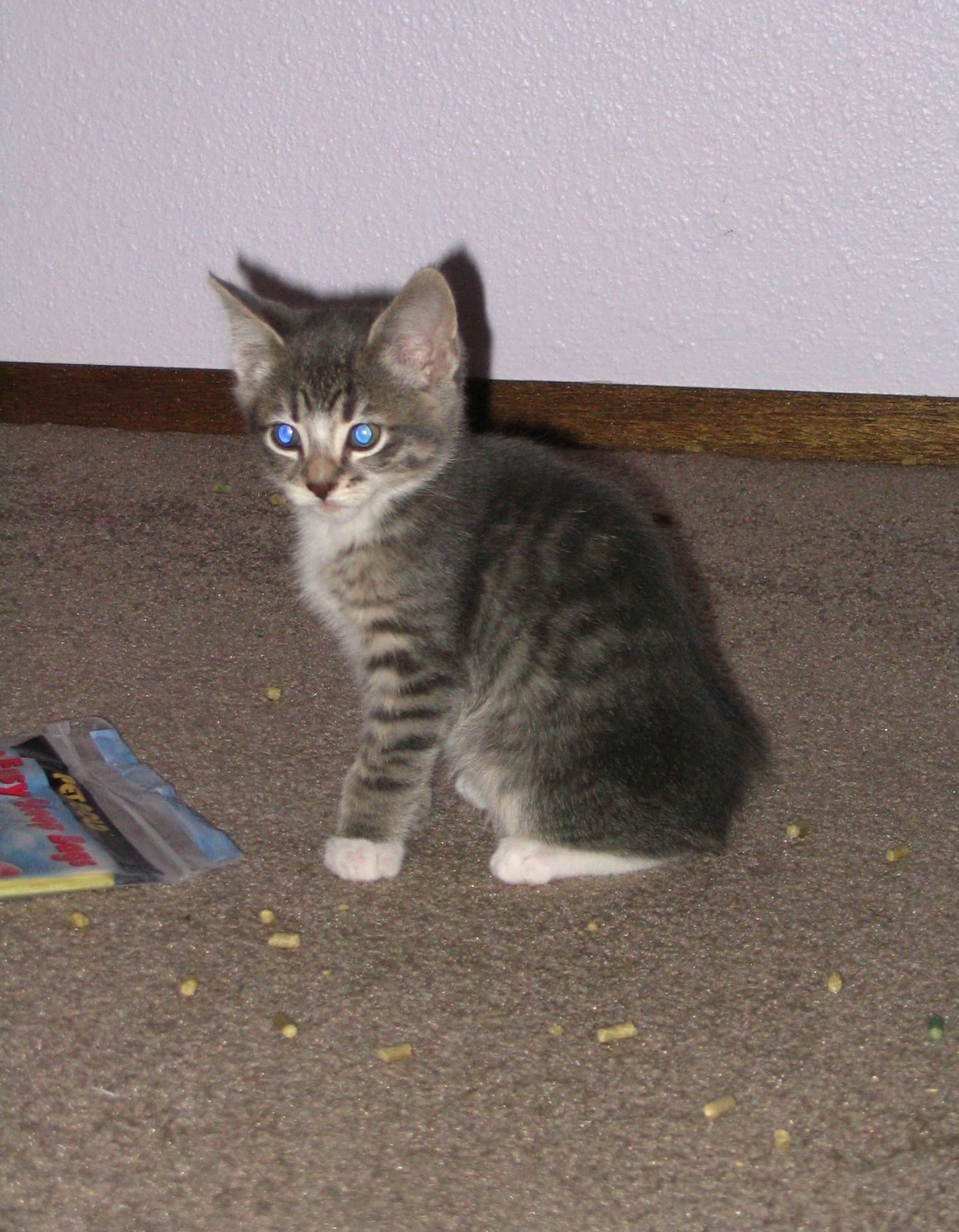 Tabby kitten sitting