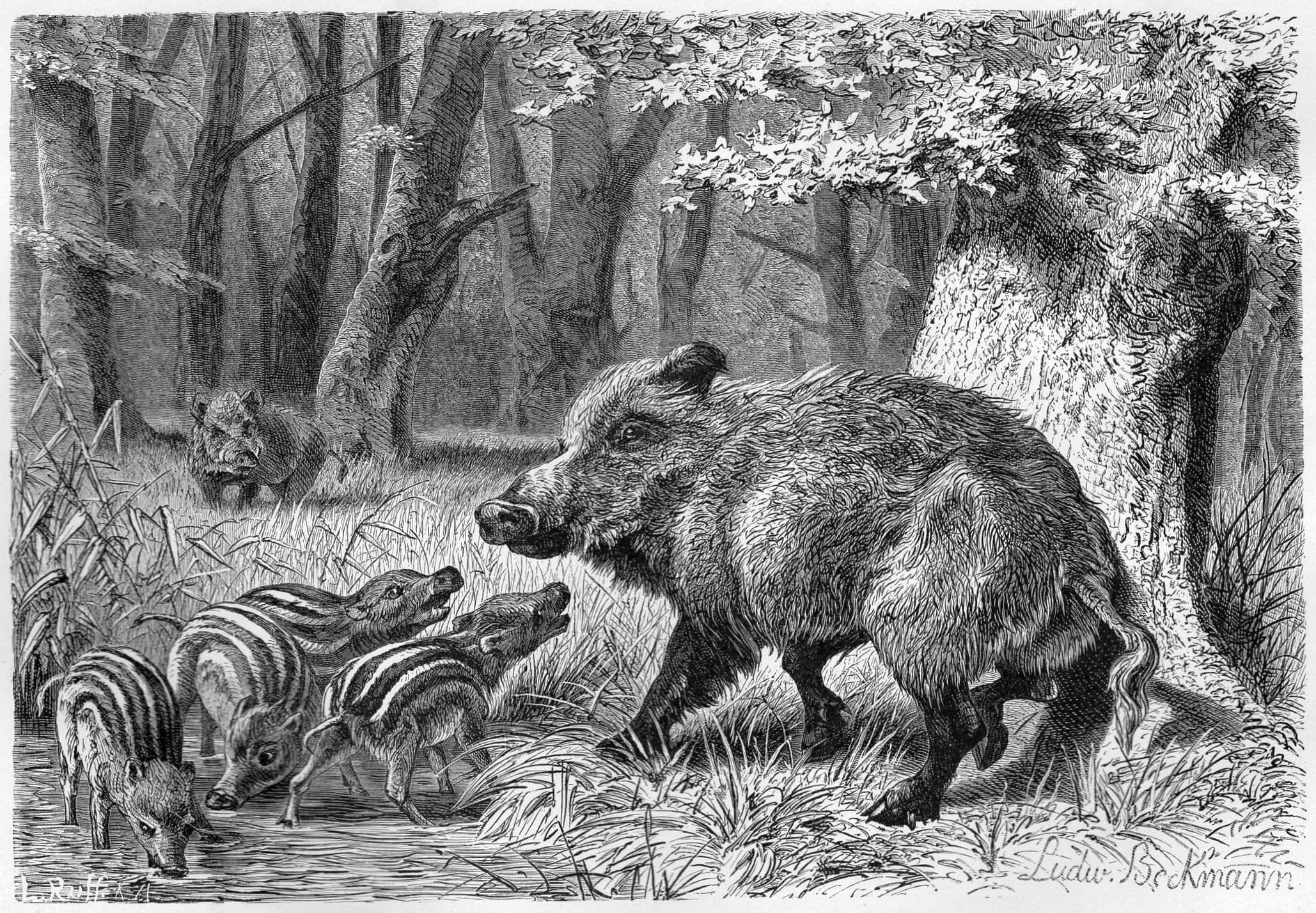 Beckmann - wild boar family