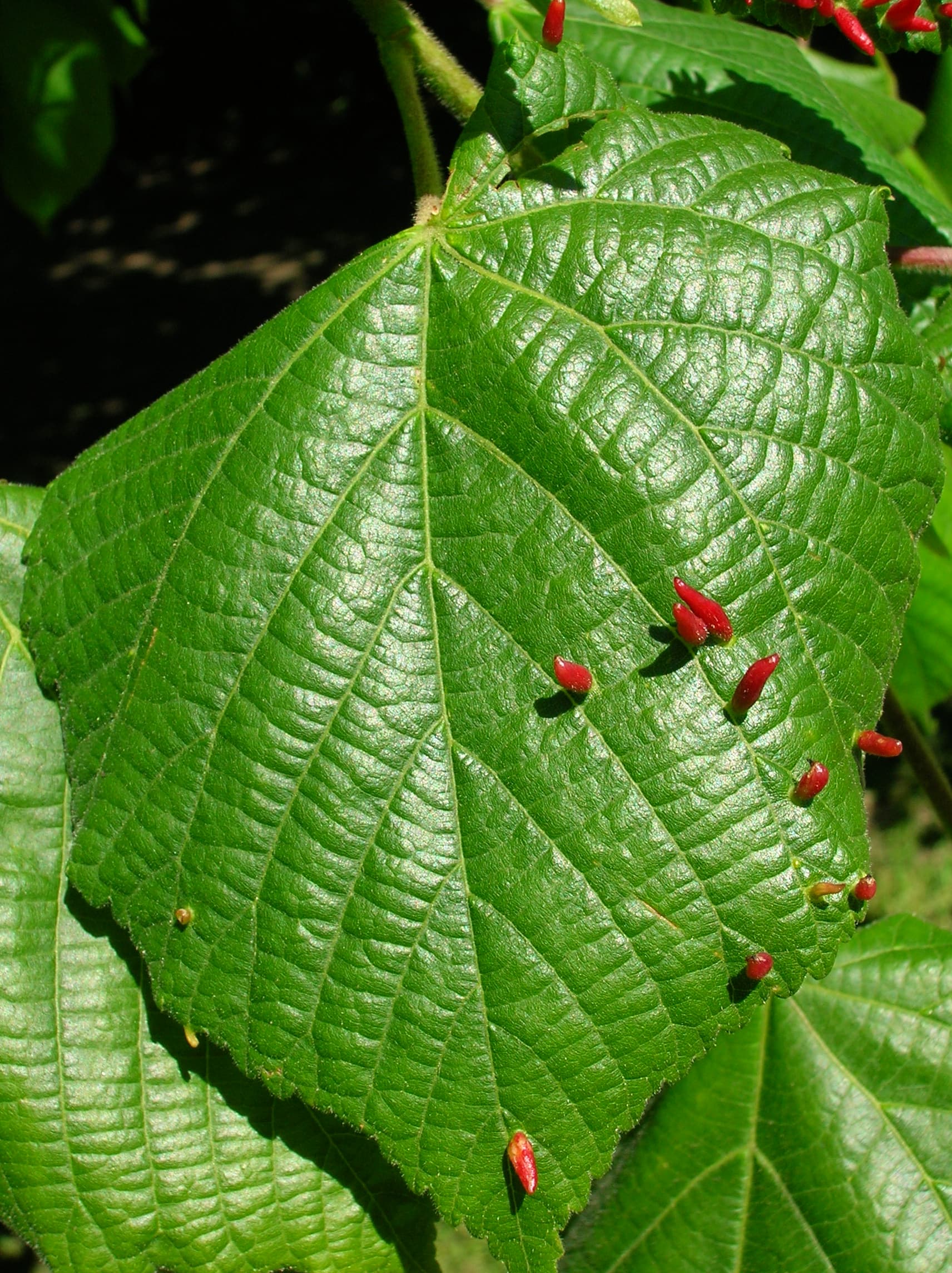 Lime leaf veination
