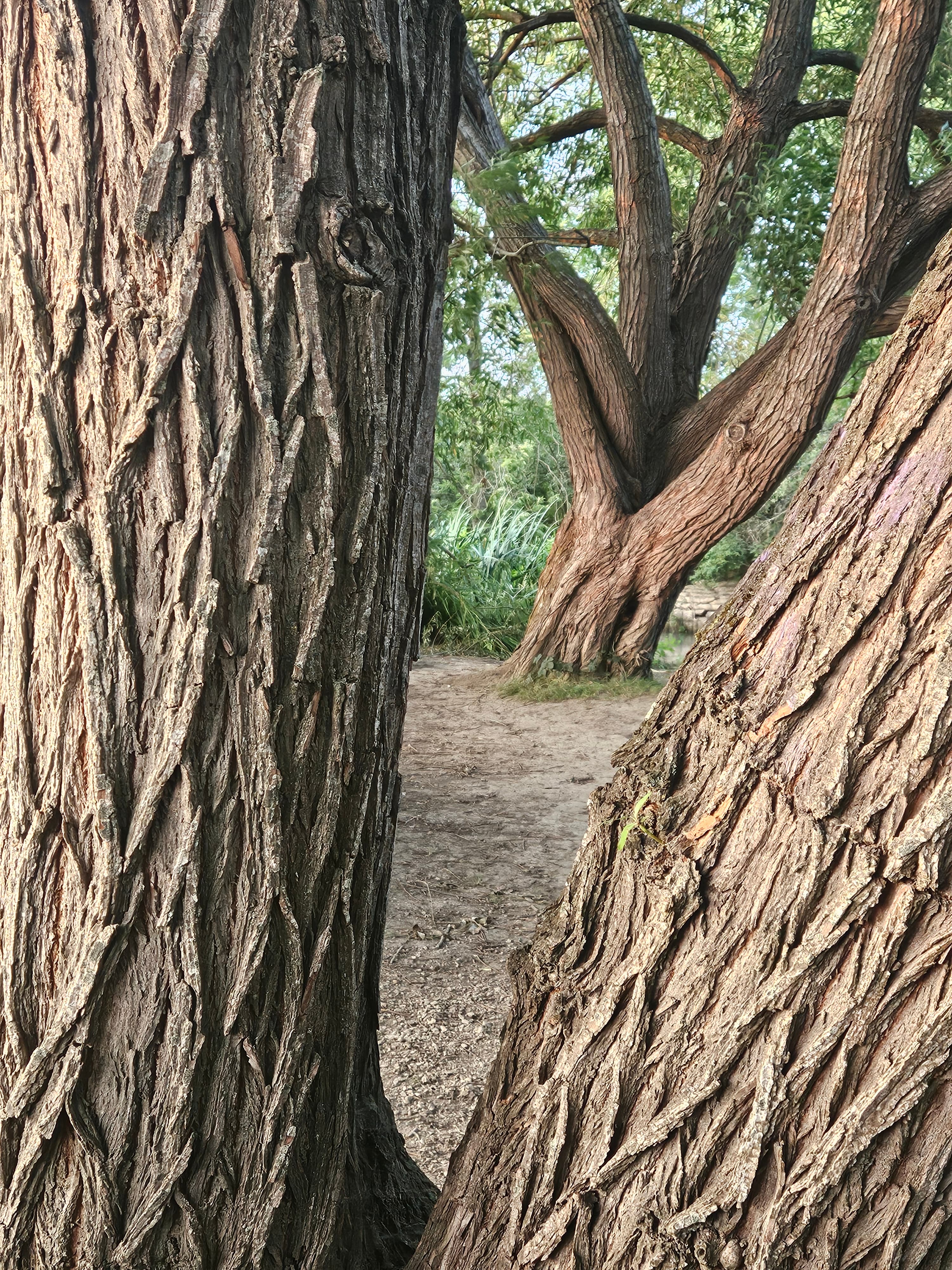 Willow Bark Near And Far