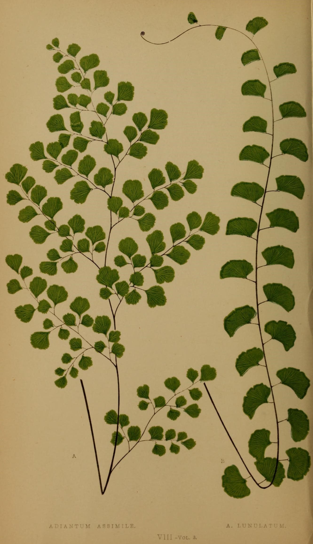 Ferns- British and exotic (10292043135)