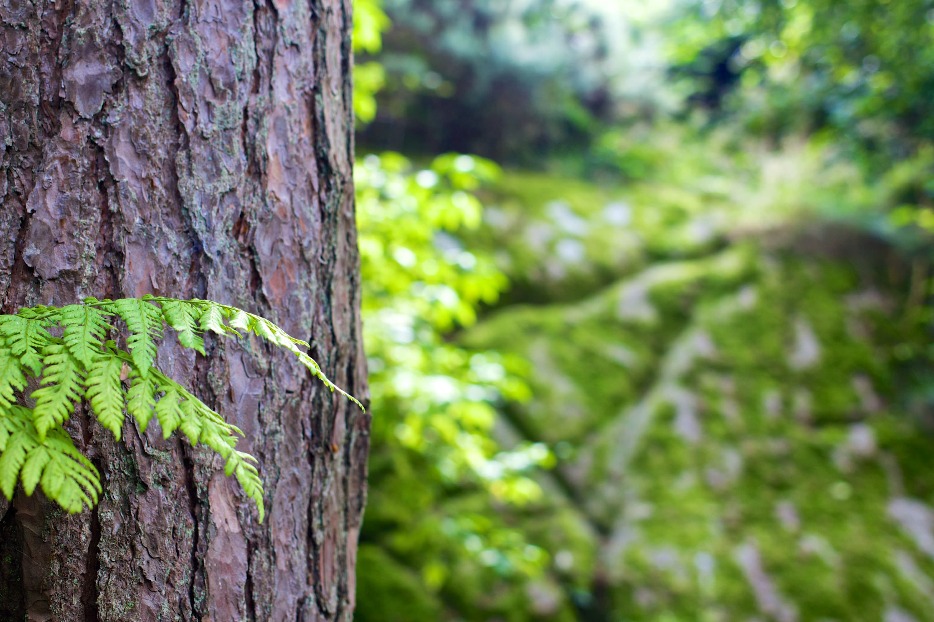 Forest-tree-tree-trunk-bark (23698161444)