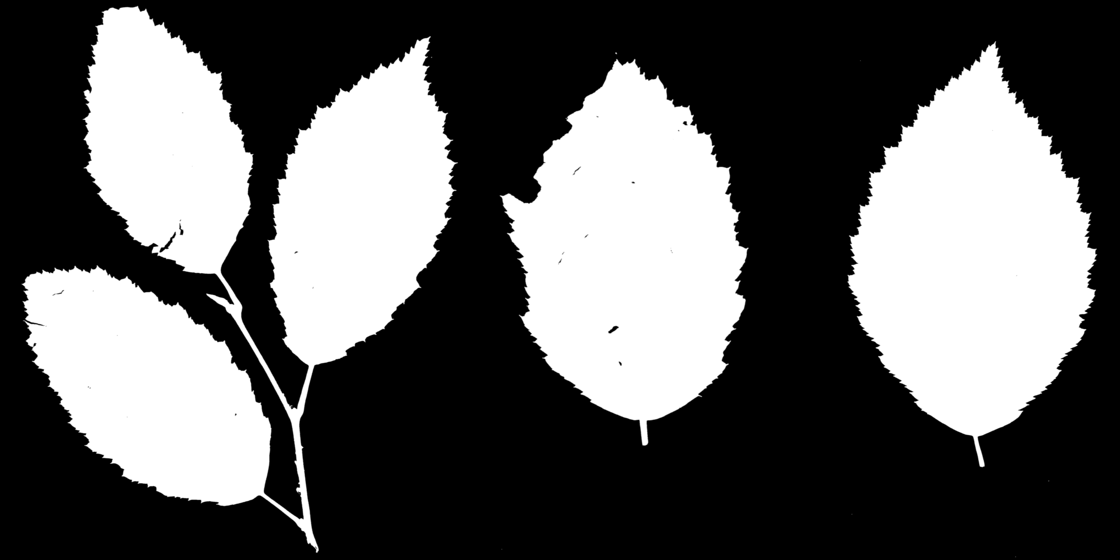 LeafSet005 8K Opacity