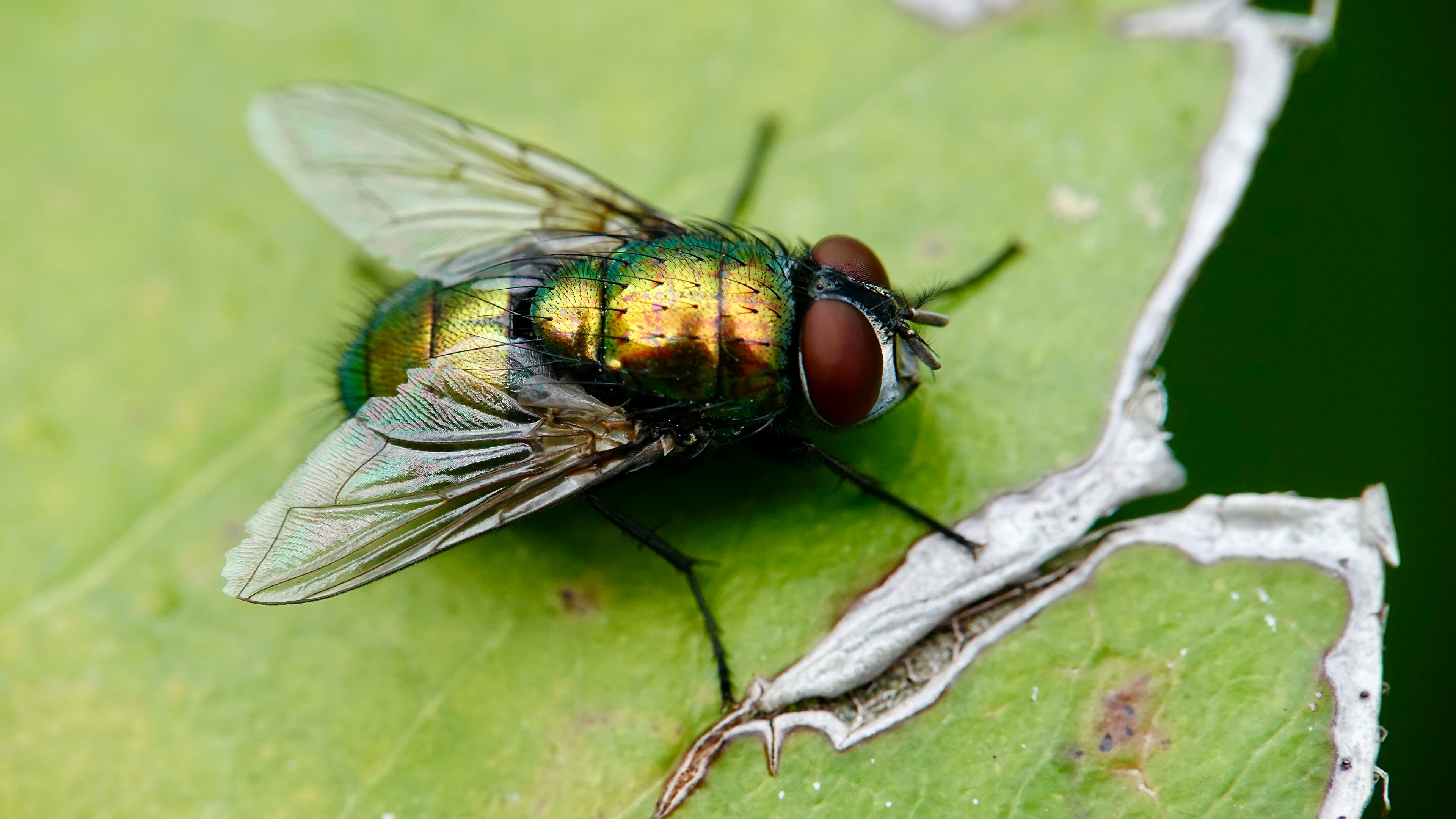Garden insect macros